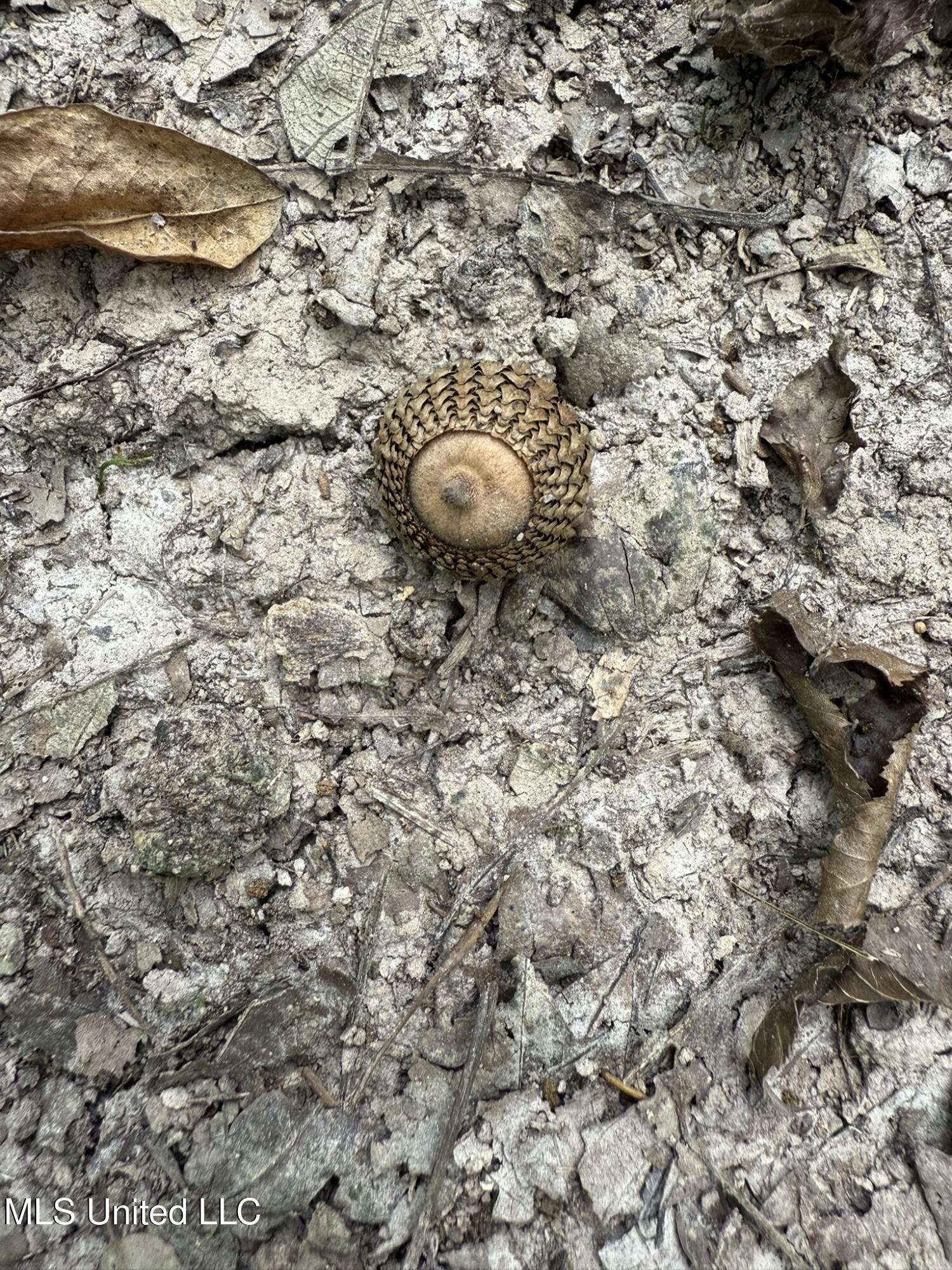 Daughdrill Road Silver Creek, MS 39663 - Photo 42 of 72 IMG_7573