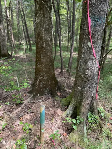 $195,000 | Daughdrill Road, Silver Creek, MS 39663