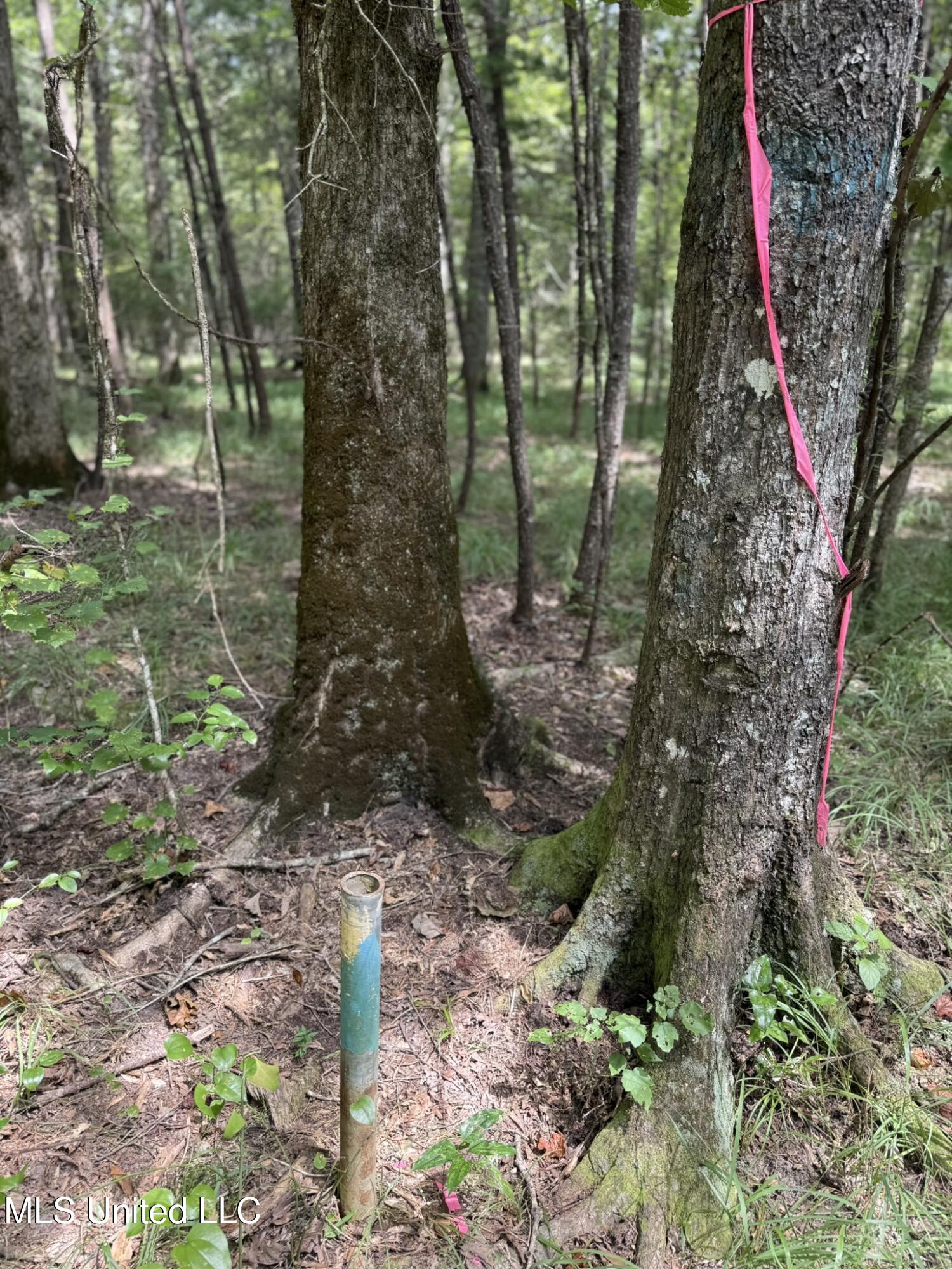 Daughdrill Road Silver Creek, MS 39663 - Photo 43 of 72 IMG_7575