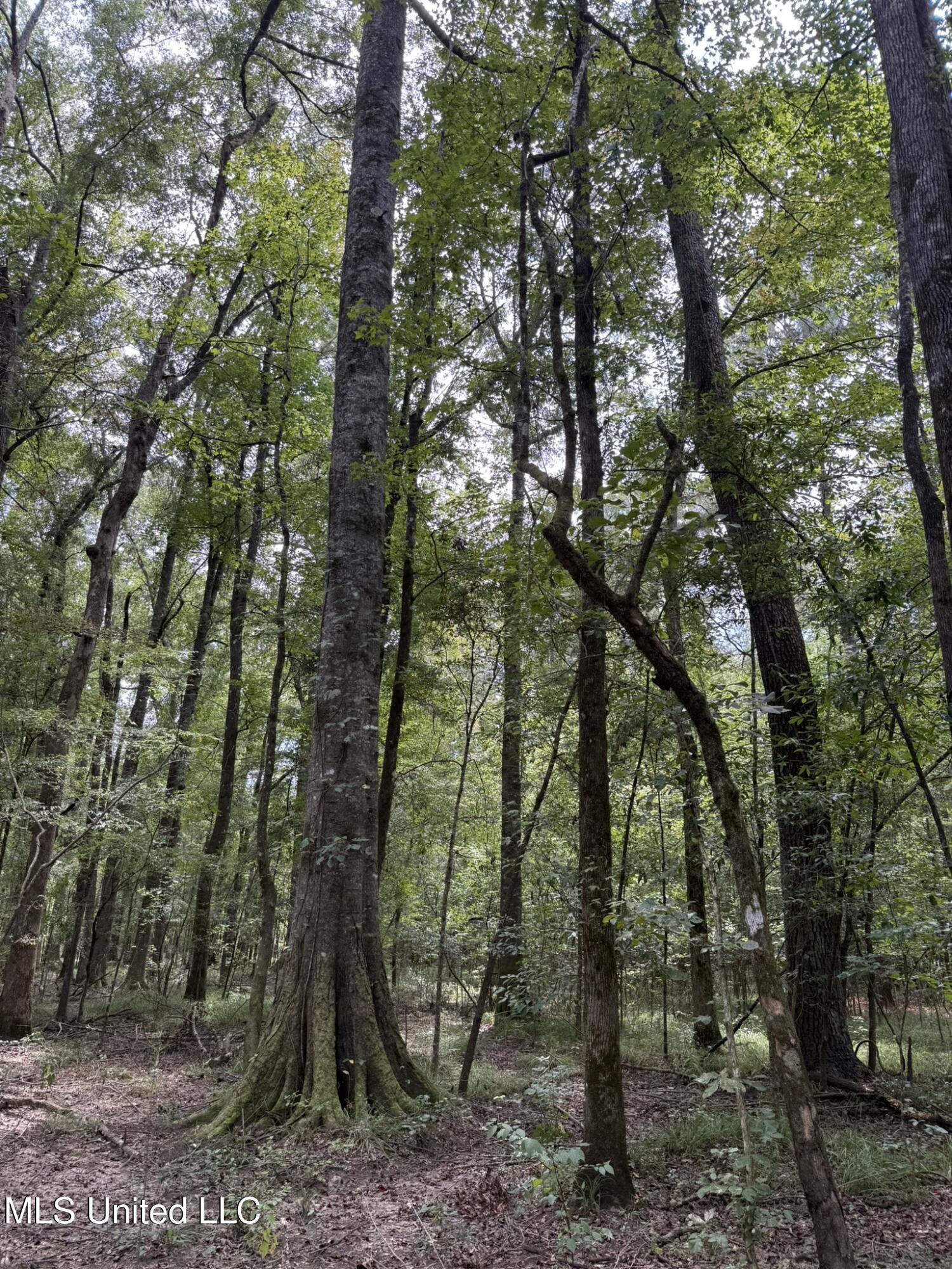 Daughdrill Road Silver Creek, MS 39663 - Photo 44 of 72 IMG_7576