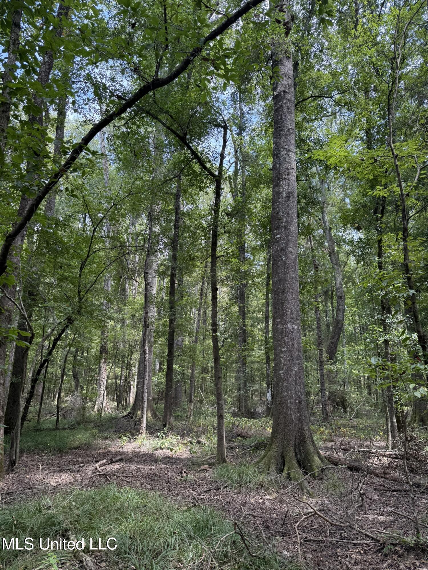 Daughdrill Road Silver Creek, MS 39663 - Photo 45 of 72 IMG_7577