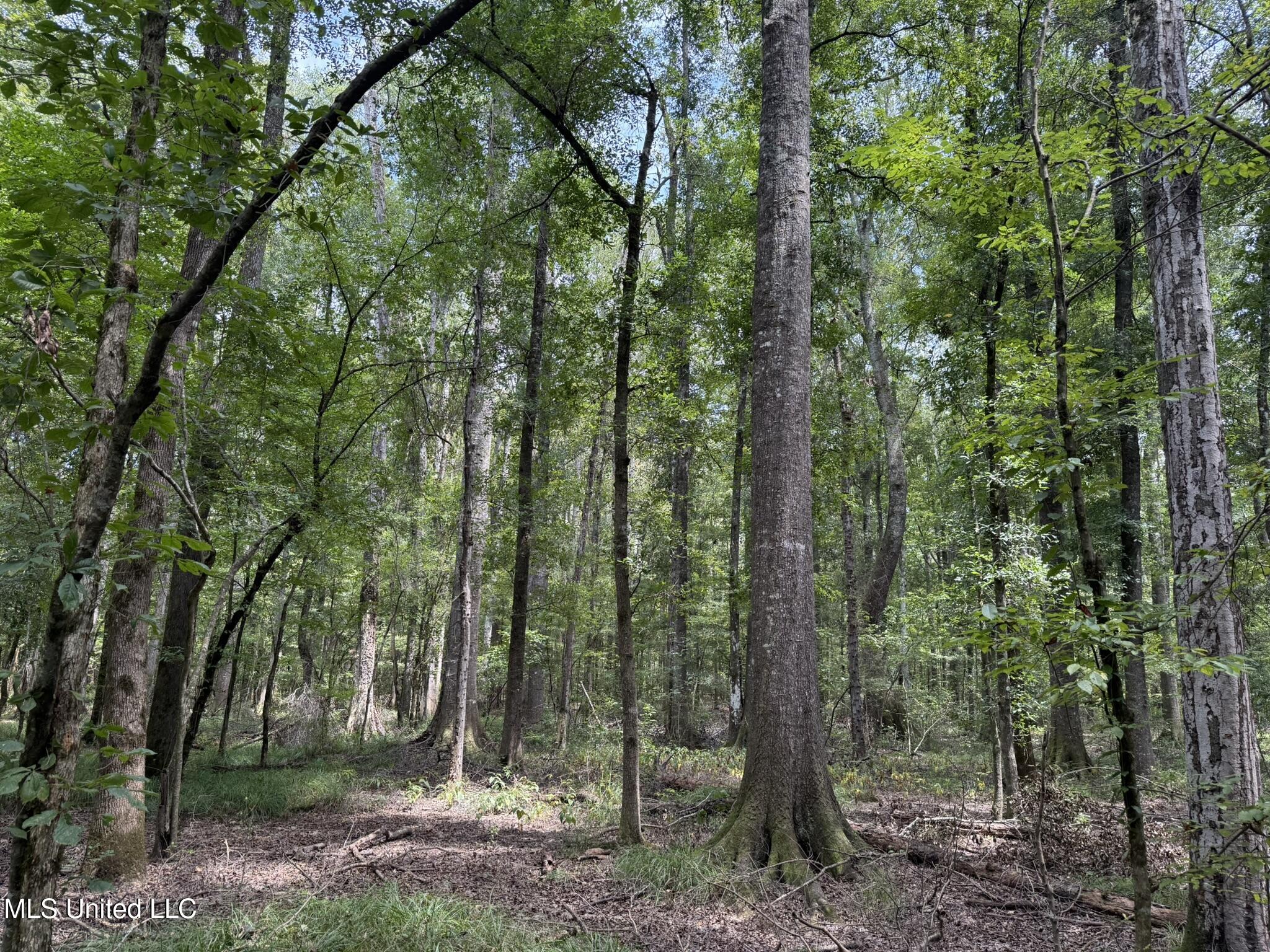 Daughdrill Road Silver Creek, MS 39663 - Photo 46 of 72 IMG_7578