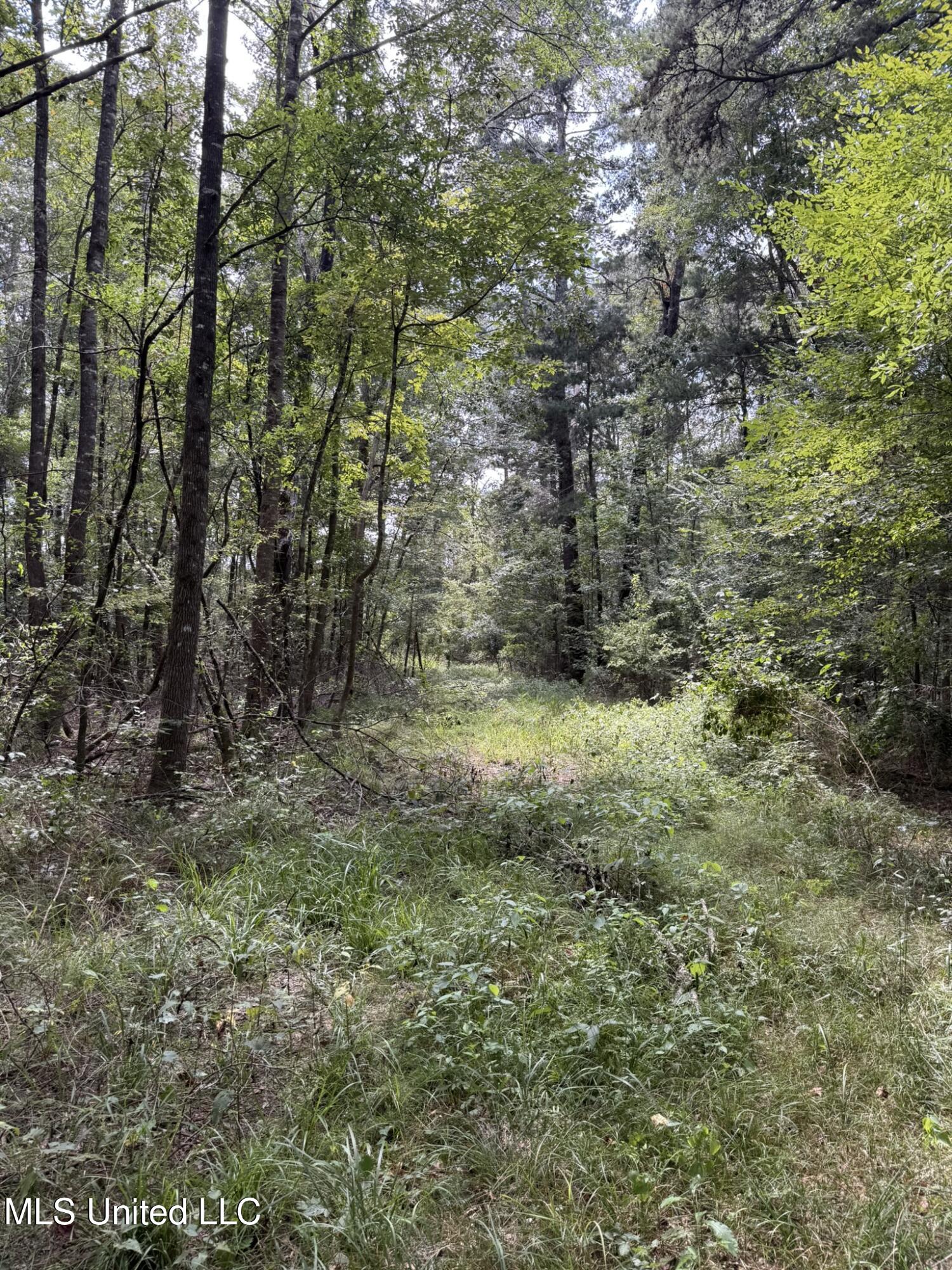 Daughdrill Road Silver Creek, MS 39663 - Photo 47 of 72 IMG_7579