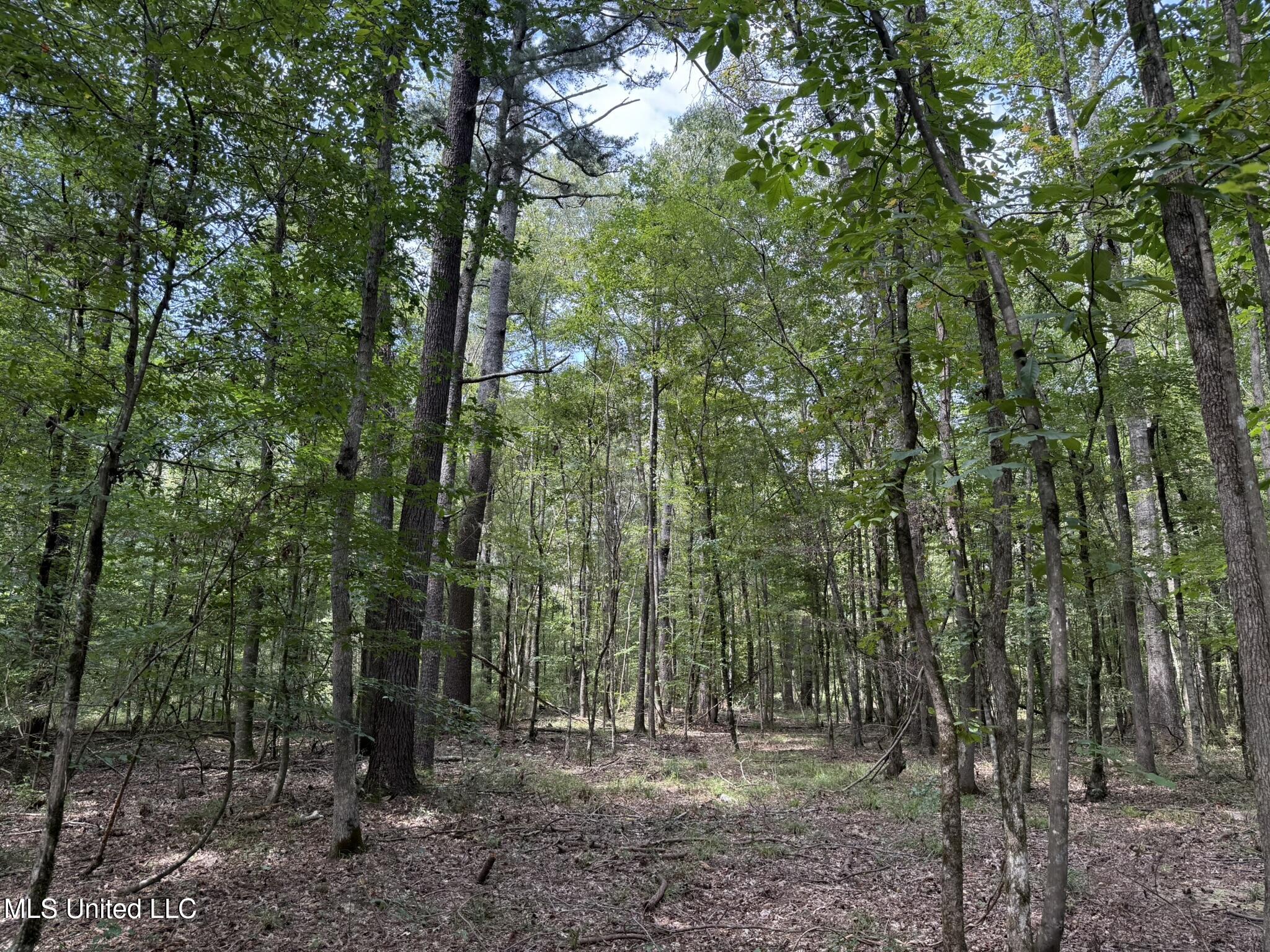 Daughdrill Road Silver Creek, MS 39663 - Photo 49 of 72 IMG_7582