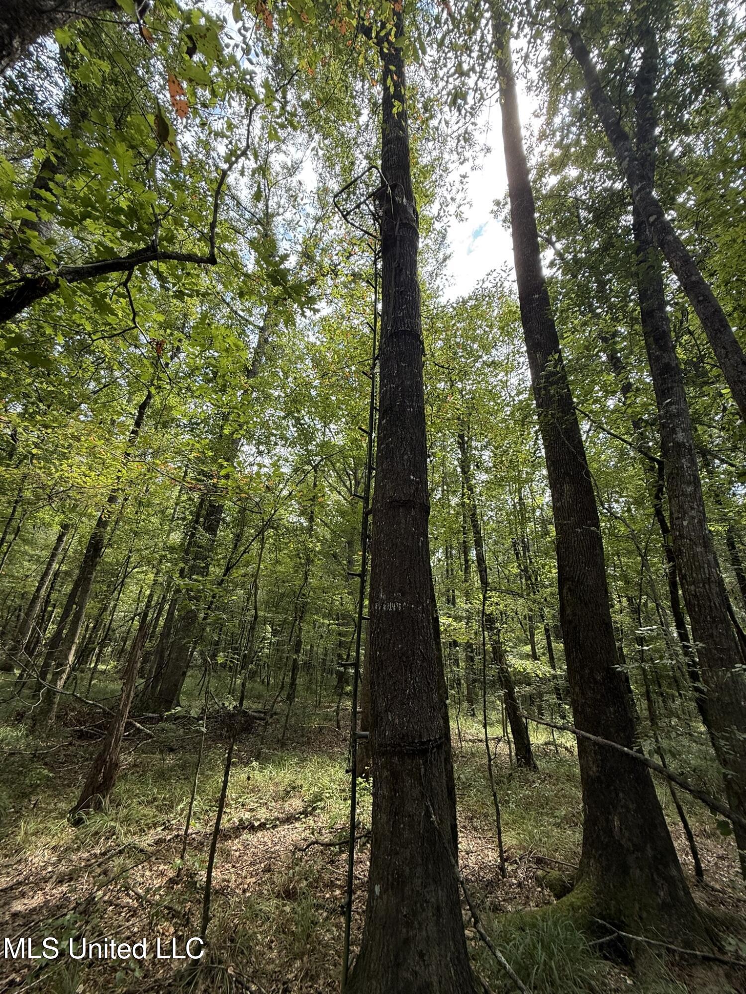 Daughdrill Road Silver Creek, MS 39663 - Photo 50 of 72 IMG_7583