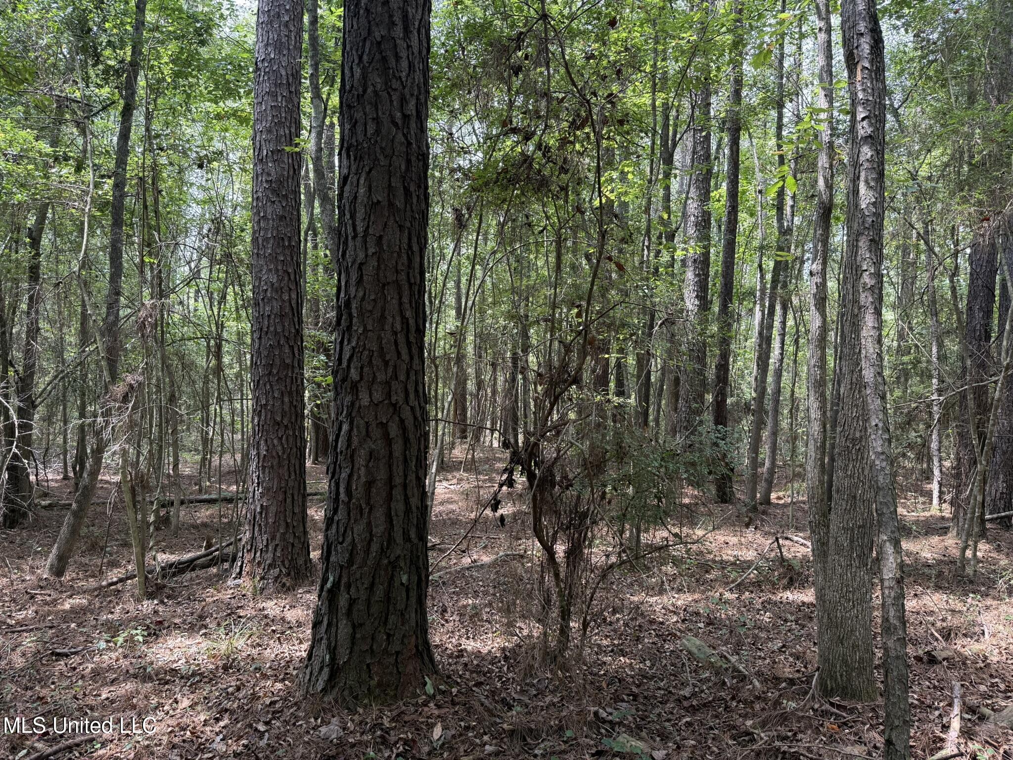 Daughdrill Road Silver Creek, MS 39663 - Photo 5 of 72 5