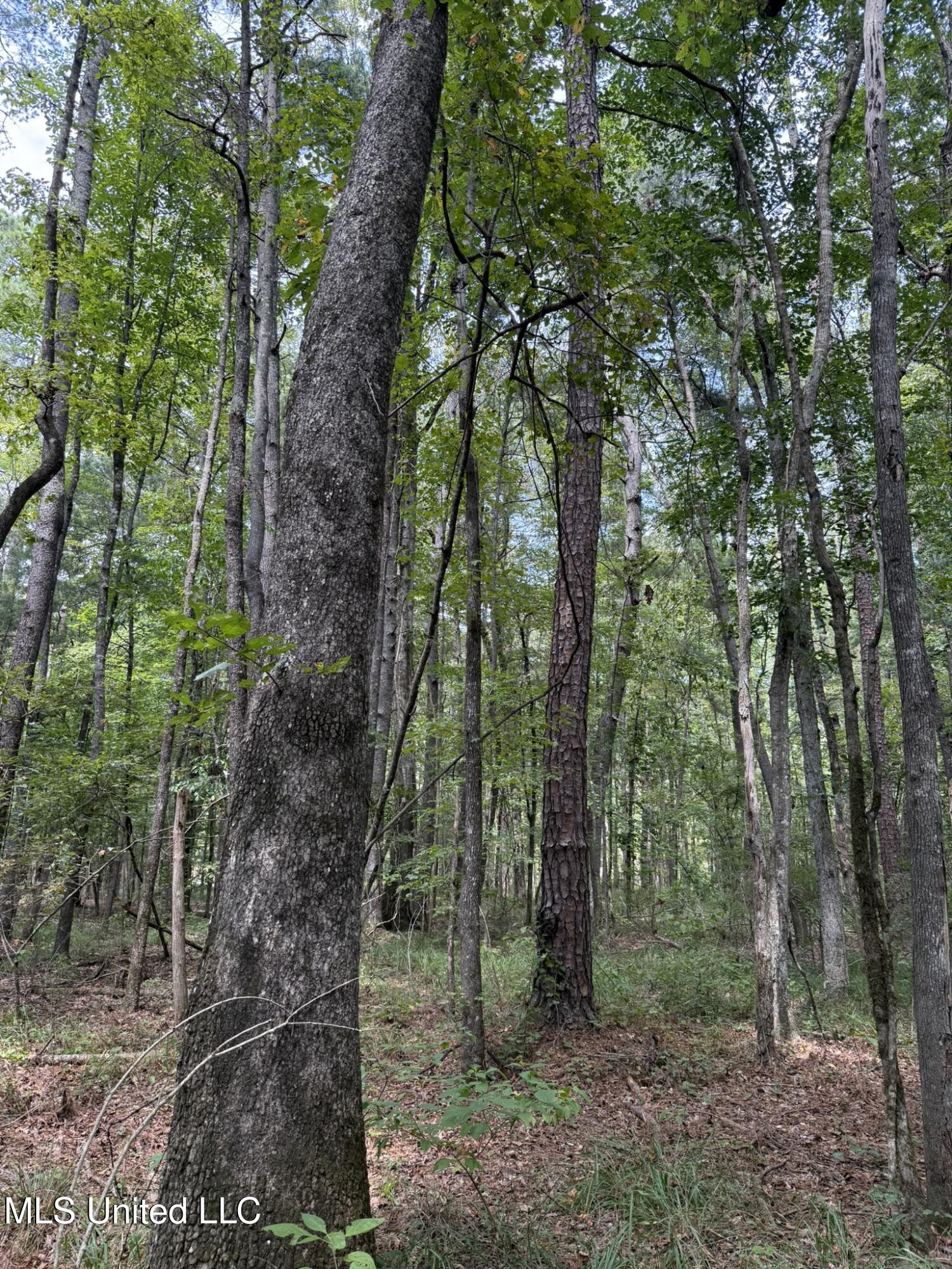 Daughdrill Road Silver Creek, MS 39663 - Photo 53 of 72 IMG_7589