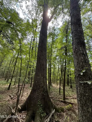 $195,000 | Daughdrill Road, Silver Creek, MS 39663