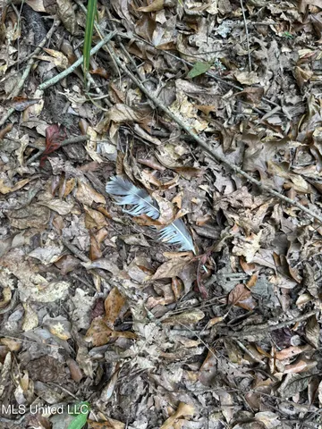 $195,000 | Daughdrill Road, Silver Creek, MS 39663