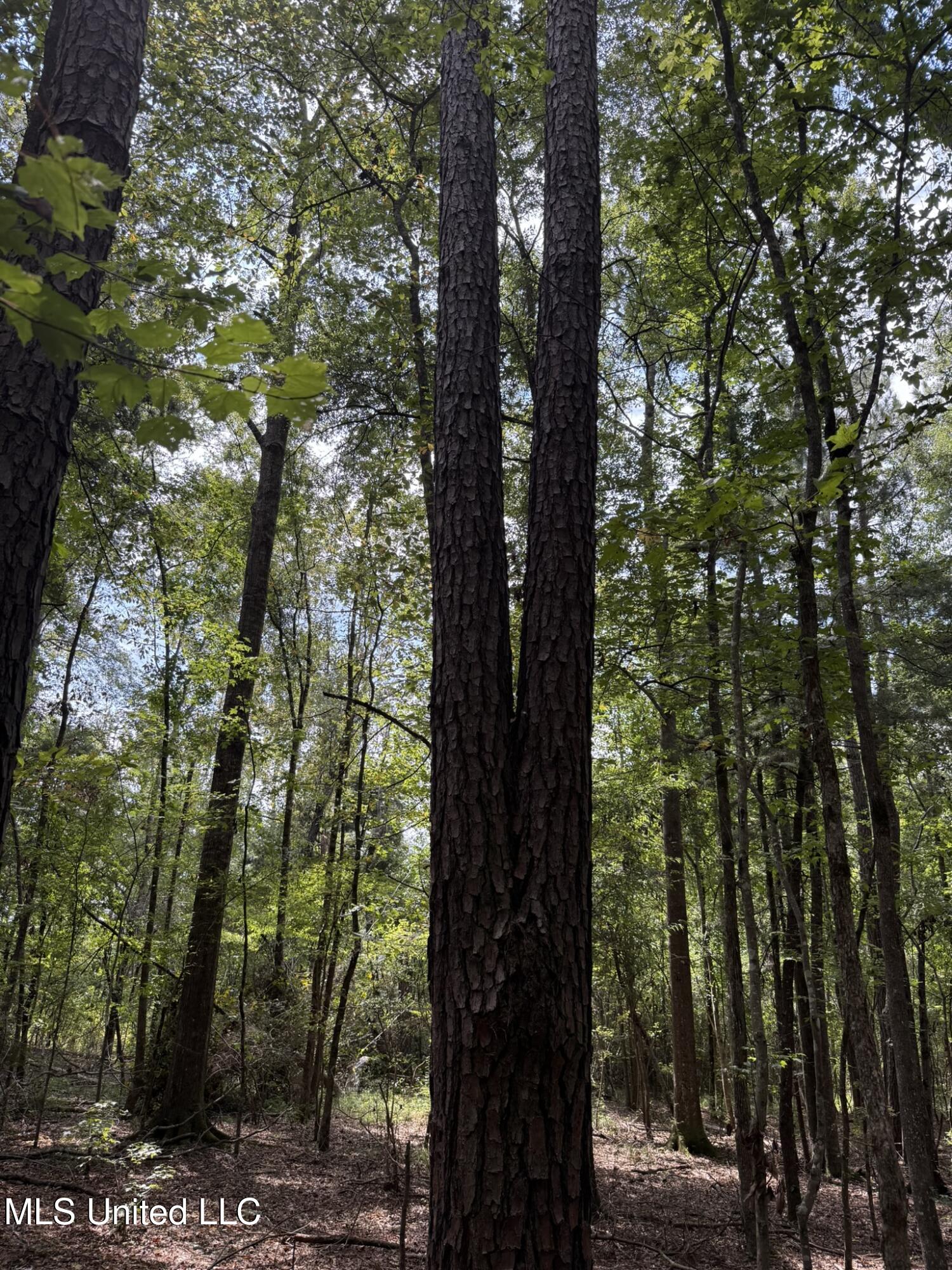 Daughdrill Road Silver Creek, MS 39663 - Photo 56 of 72 IMG_7594