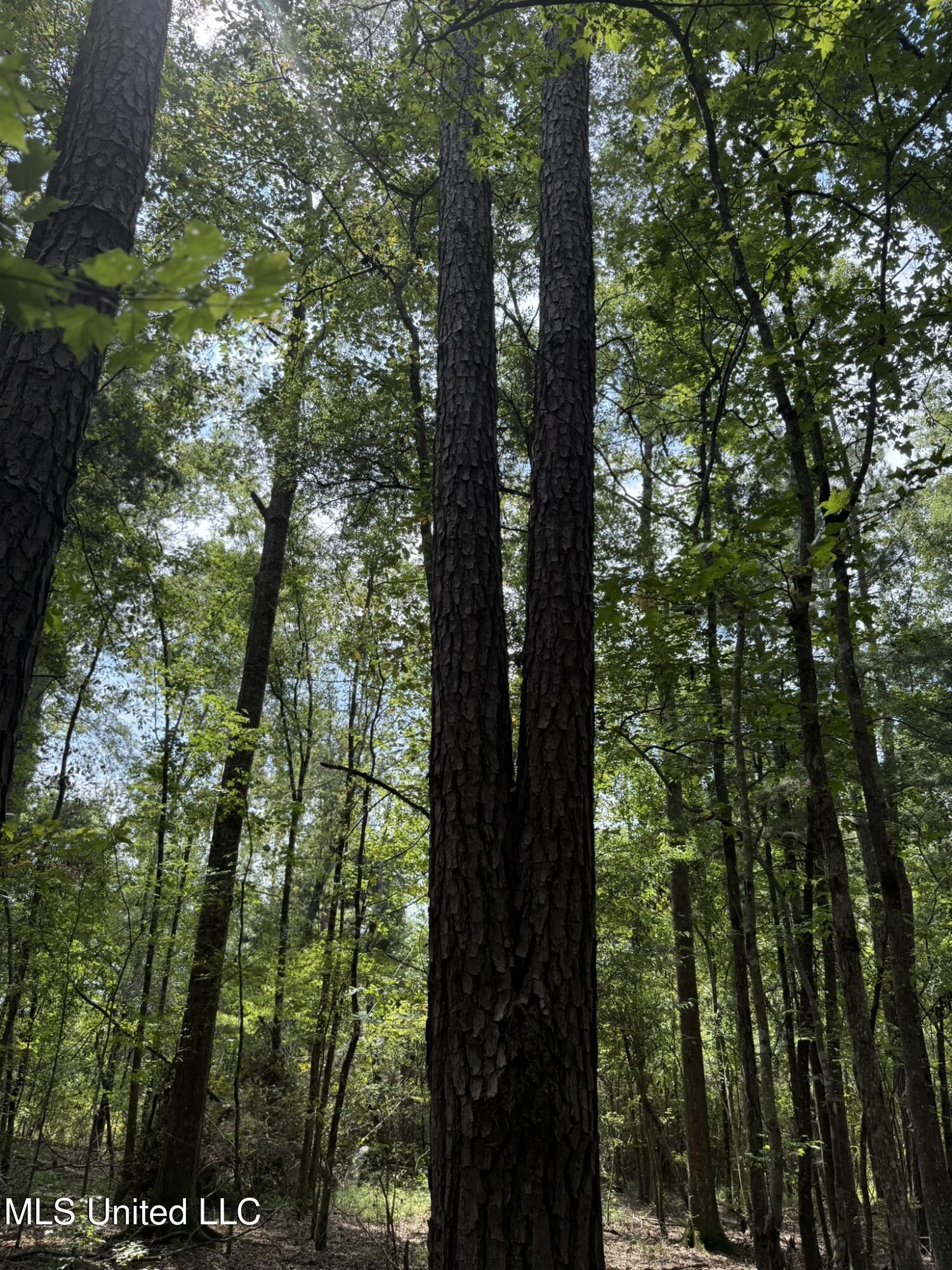 Daughdrill Road Silver Creek, MS 39663 - Photo 58 of 72 IMG_7596