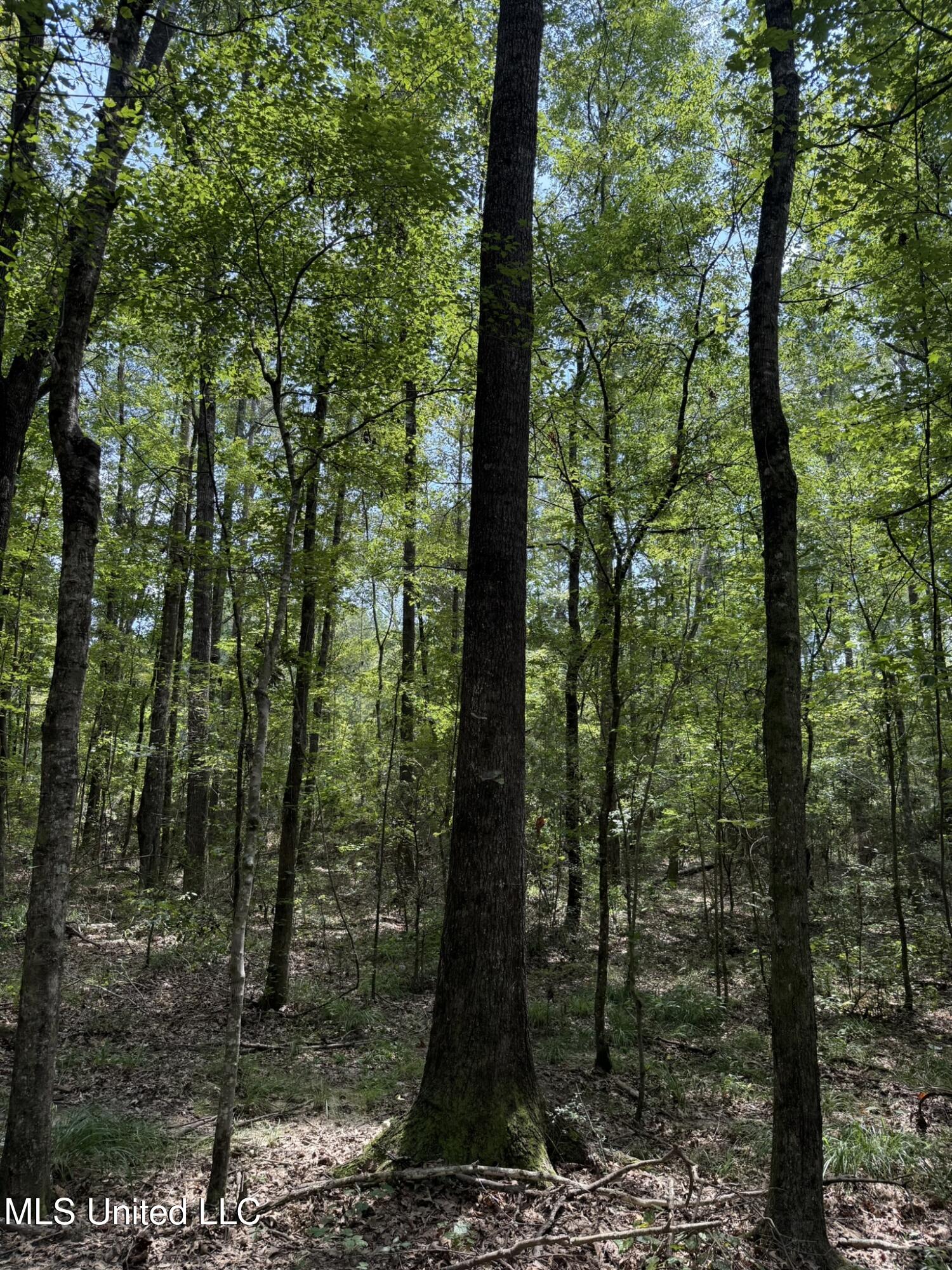 Daughdrill Road Silver Creek, MS 39663 - Photo 6 of 72 6
