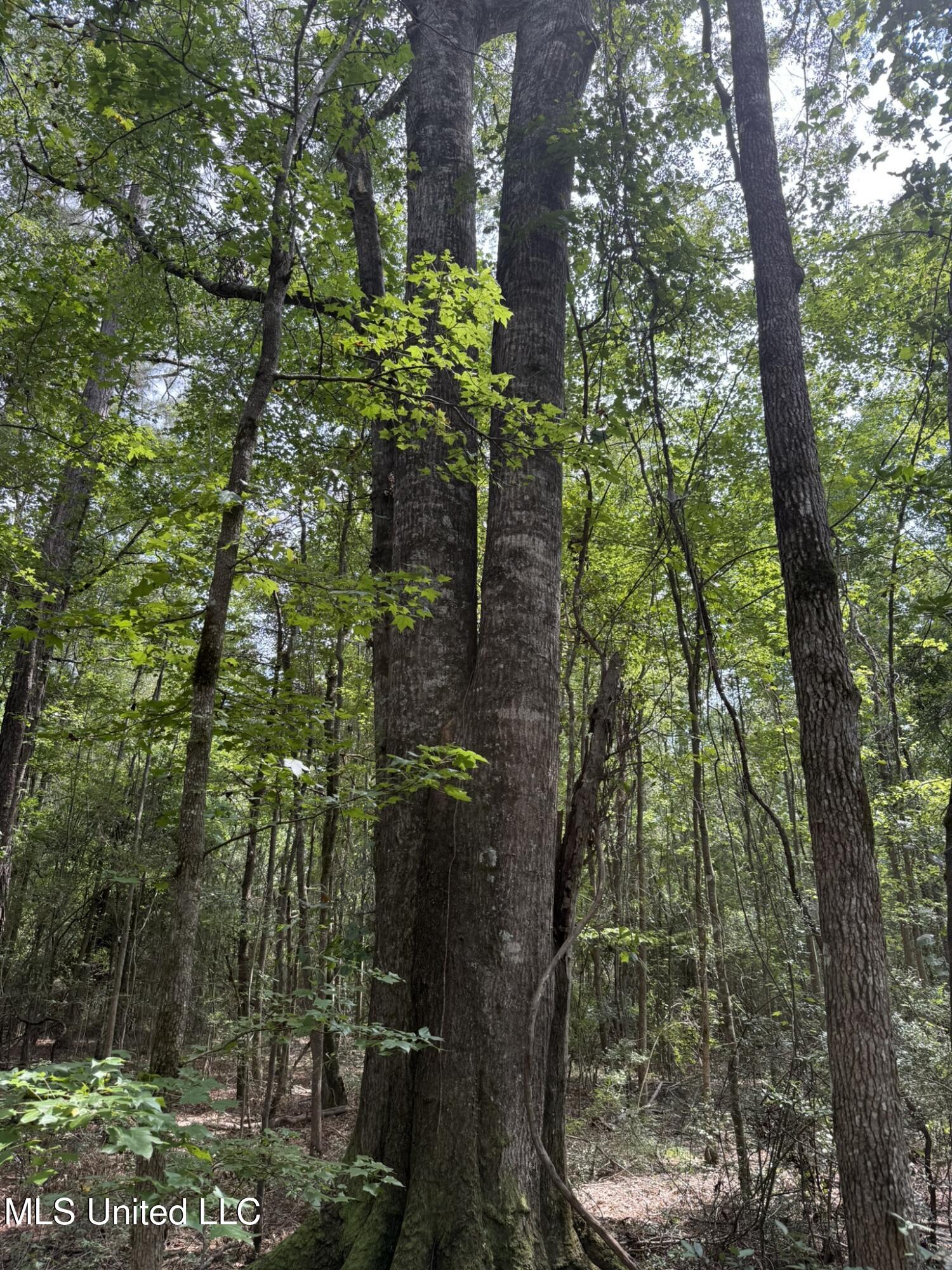 Daughdrill Road Silver Creek, MS 39663 - Photo 63 of 72 IMG_7602