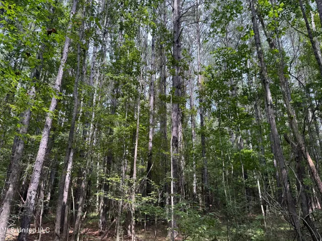 $195,000 | Daughdrill Road, Silver Creek, MS 39663