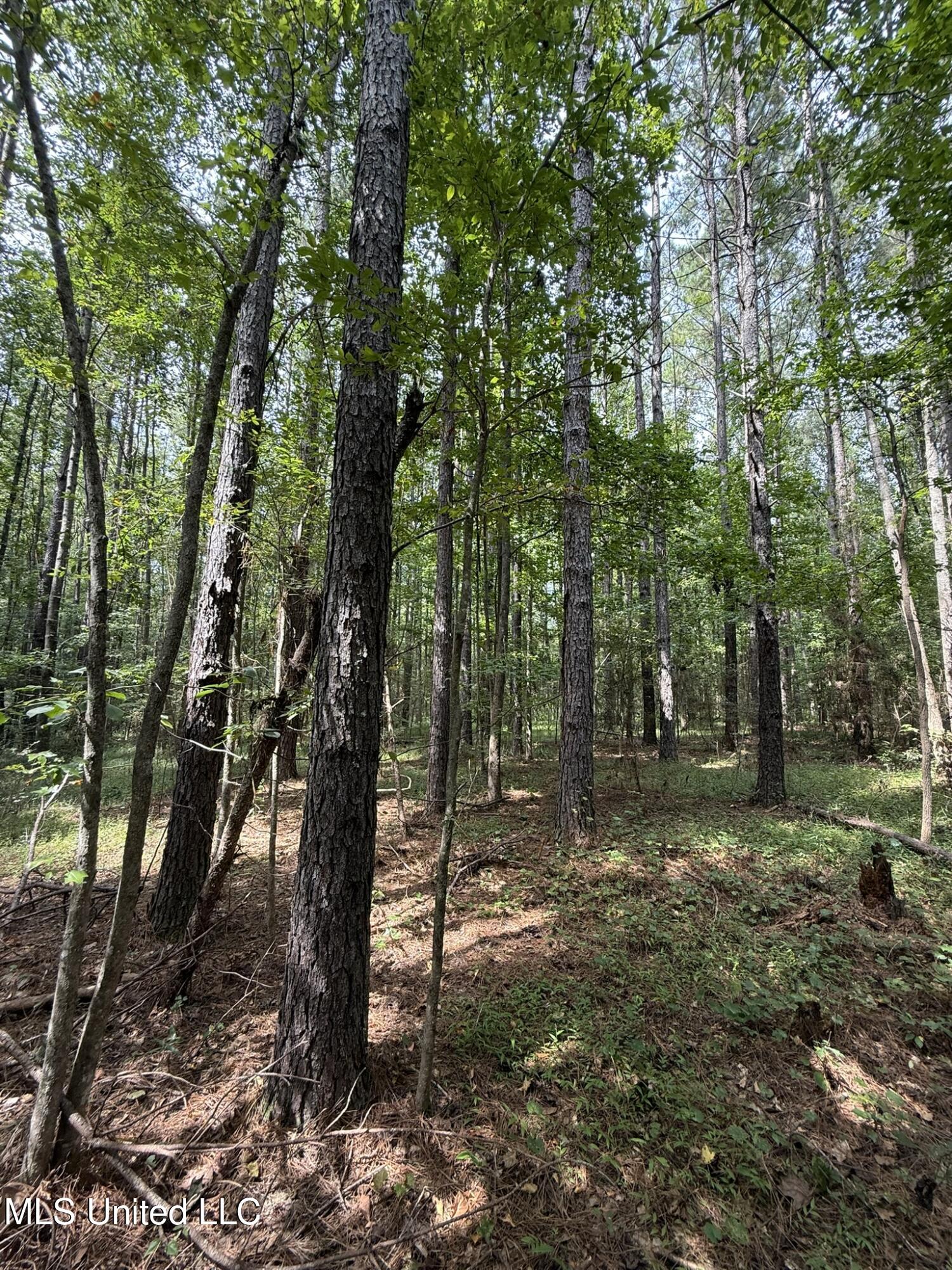 Daughdrill Road Silver Creek, MS 39663 - Photo 65 of 72 IMG_7604