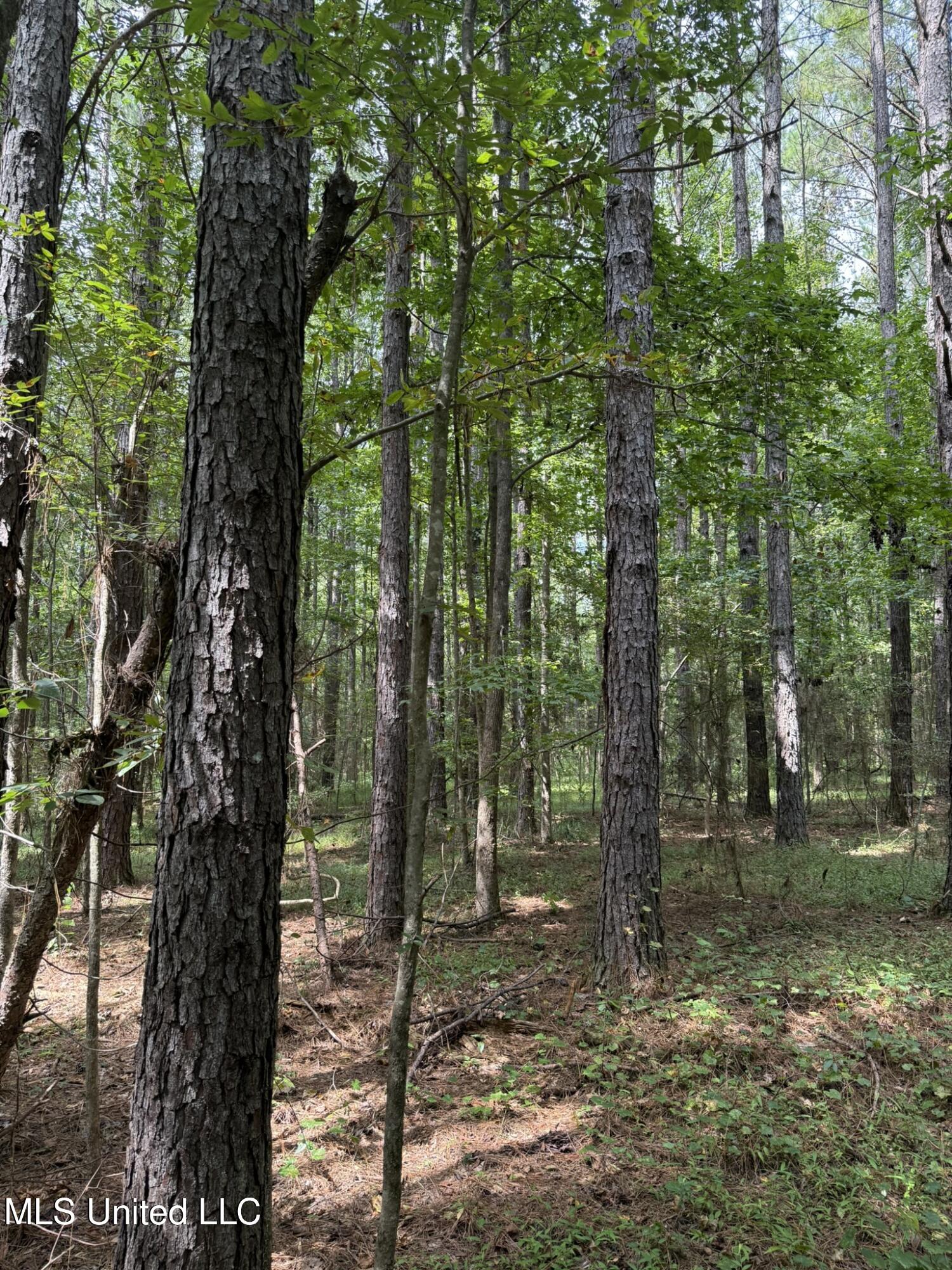 Daughdrill Road Silver Creek, MS 39663 - Photo 66 of 72 IMG_7605