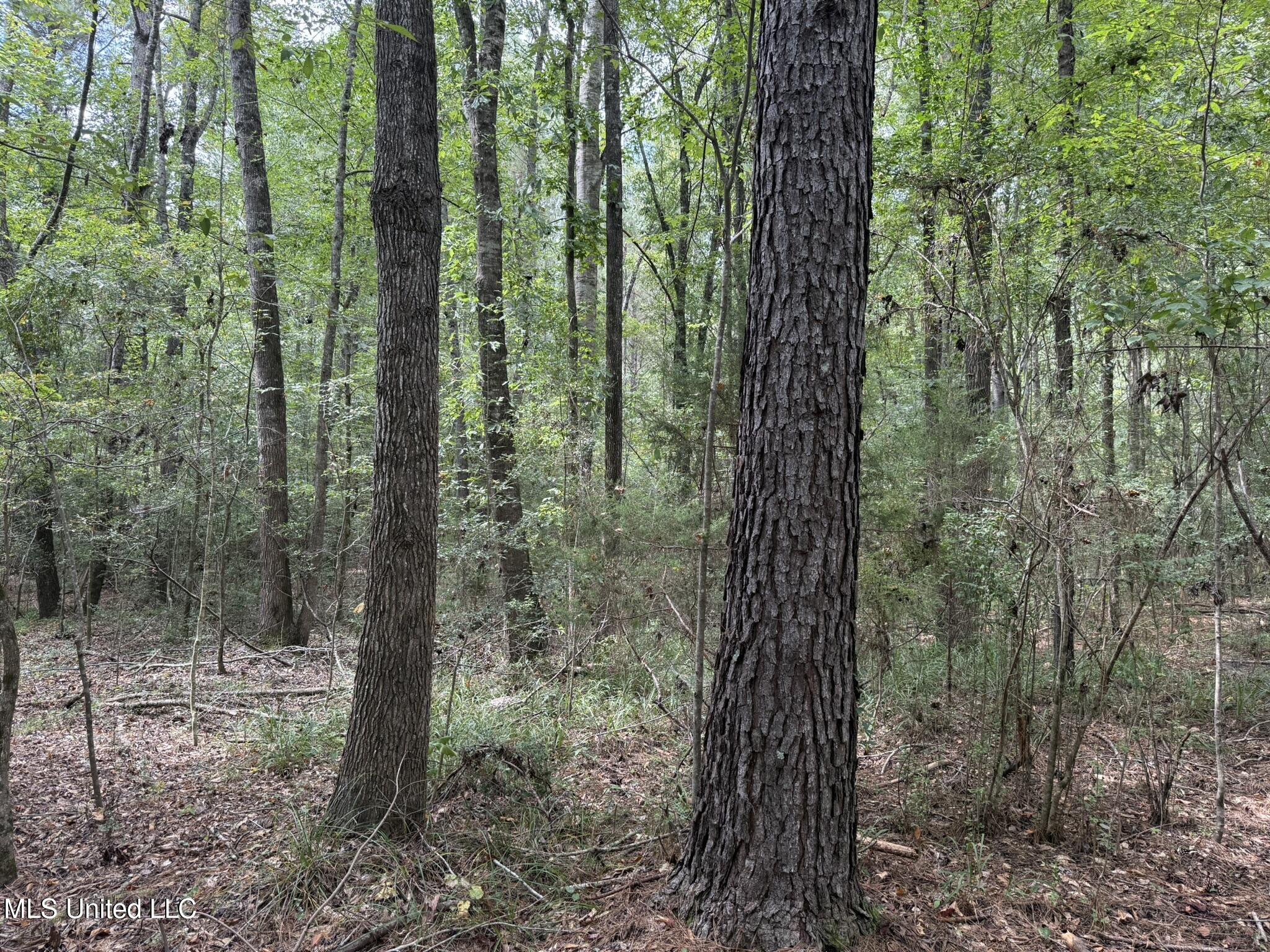 Daughdrill Road Silver Creek, MS 39663 - Photo 67 of 72 IMG_7608