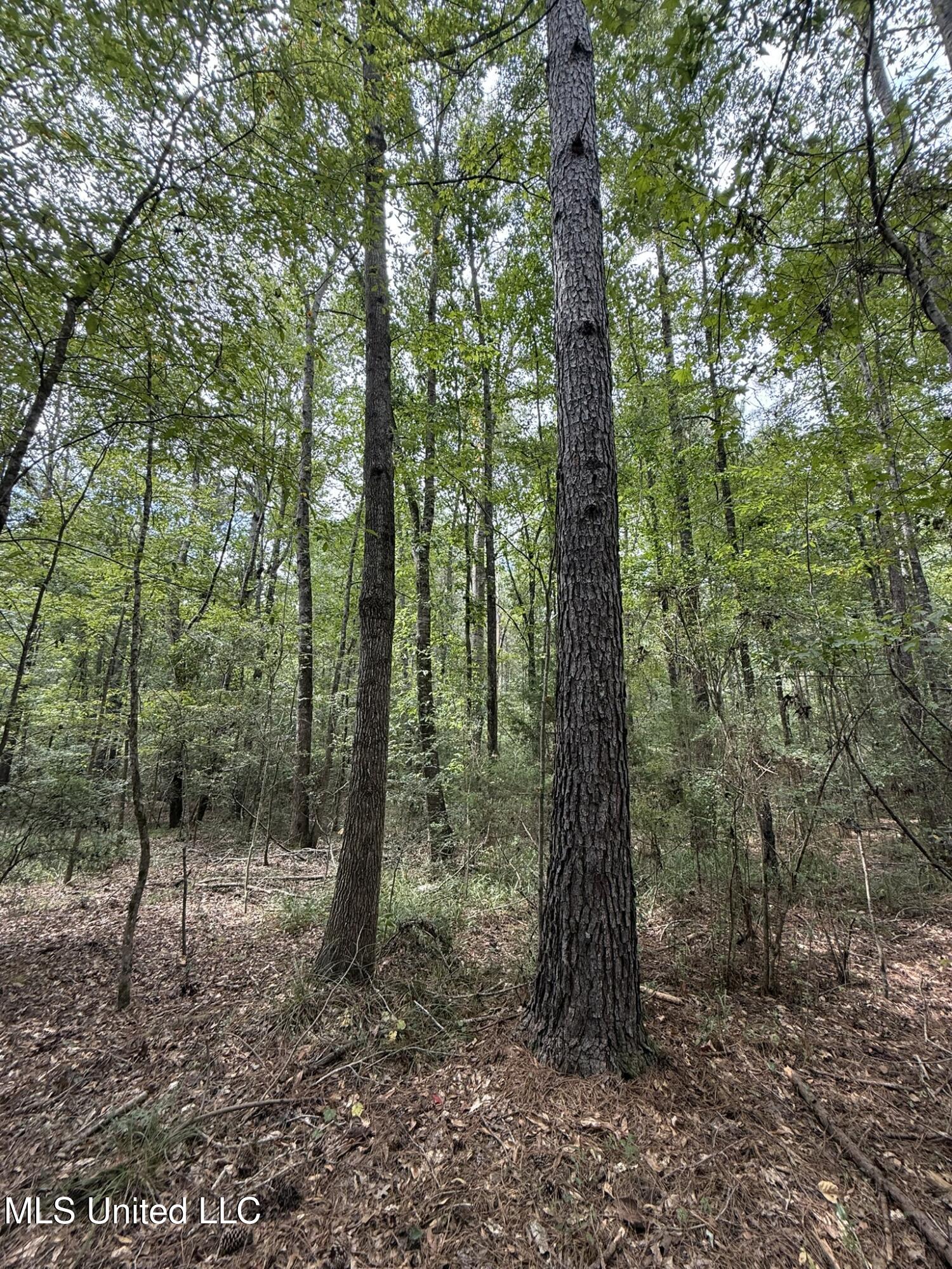 Daughdrill Road Silver Creek, MS 39663 - Photo 68 of 72 IMG_7609