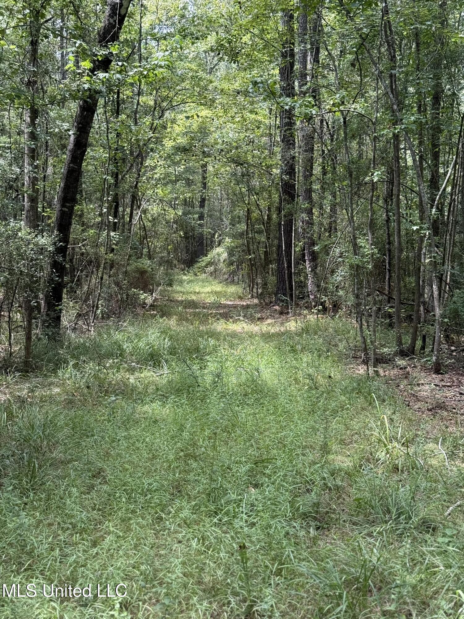 Daughdrill Road Silver Creek, MS 39663 - Photo 7 of 72 7