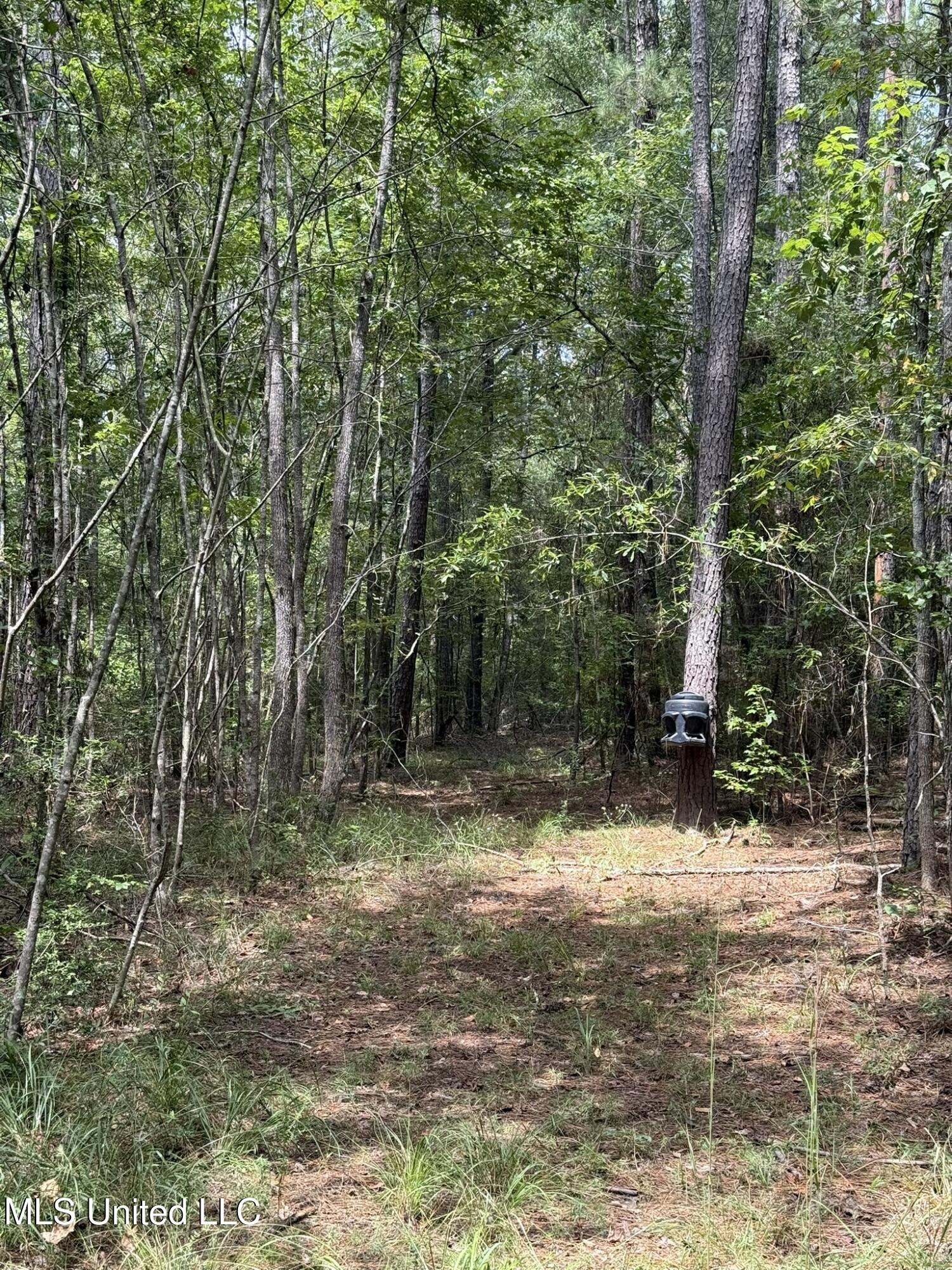 Daughdrill Road Silver Creek, MS 39663 - Photo 8 of 72 8