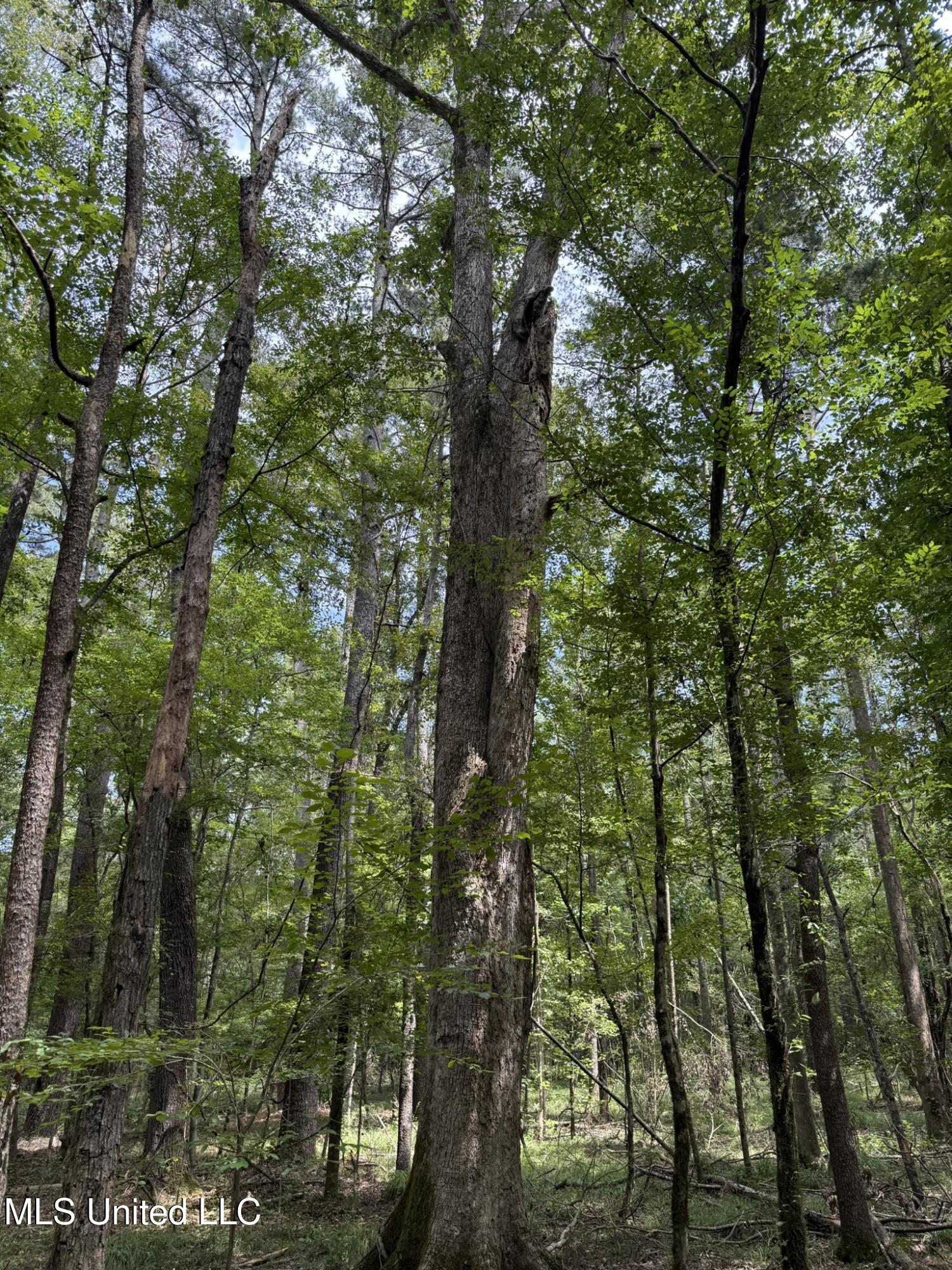 Daughdrill Road Silver Creek, MS 39663 - Photo 10 of 72 10