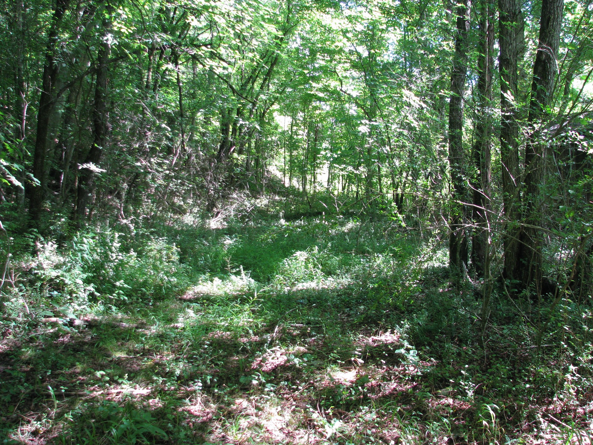 0 Matthews Hollow Road Waverly, TN 37185 - Photo 2 of 19