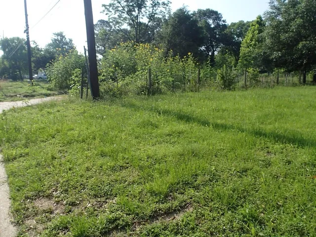 a view of a lush green forest