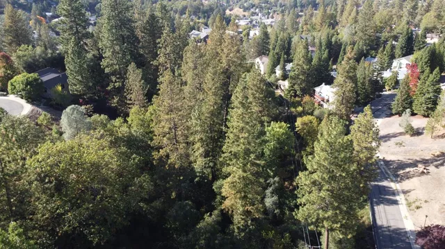 a view of a forest with a street
