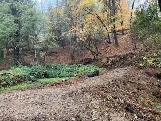 a view of a yard with a tree