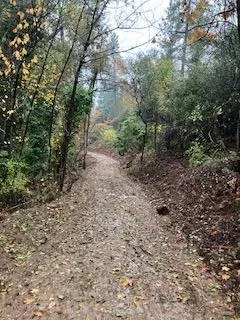 a view of a yard with plants and trees