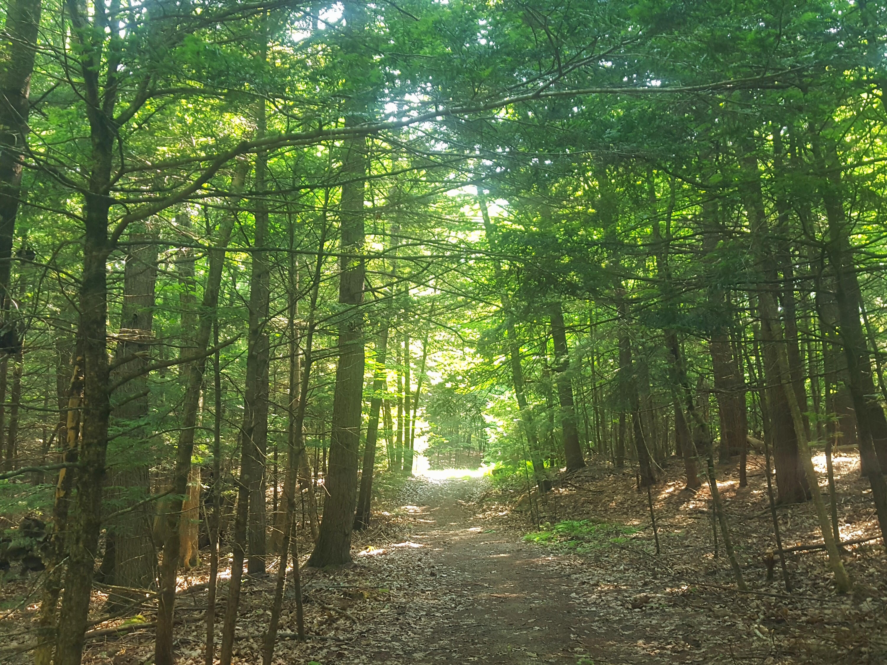 594 River Road Windham, ME 04062 - Photo 21 of 43 Woods