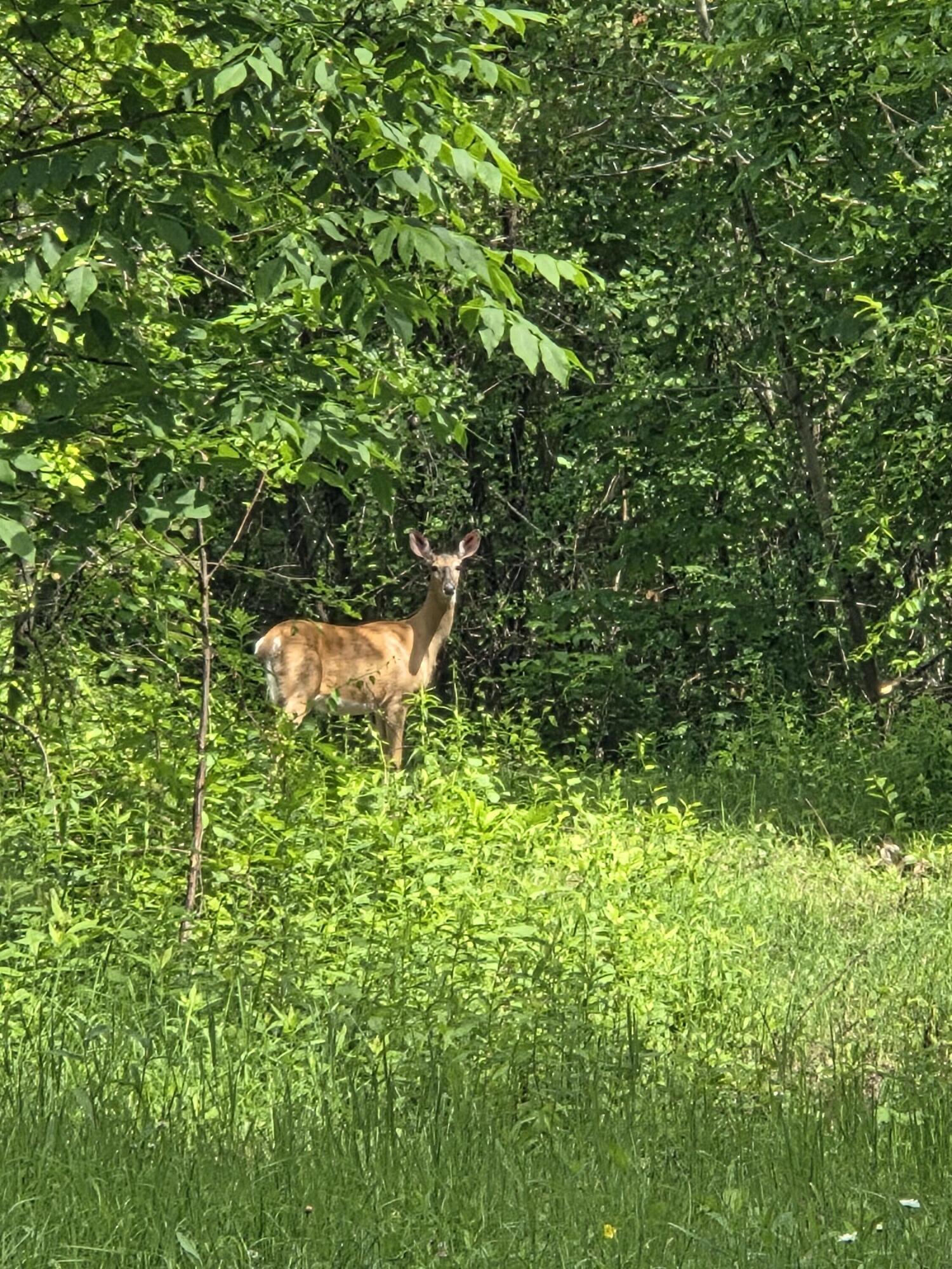 594 River Road Windham, ME 04062 - Photo 22 of 43 Woods