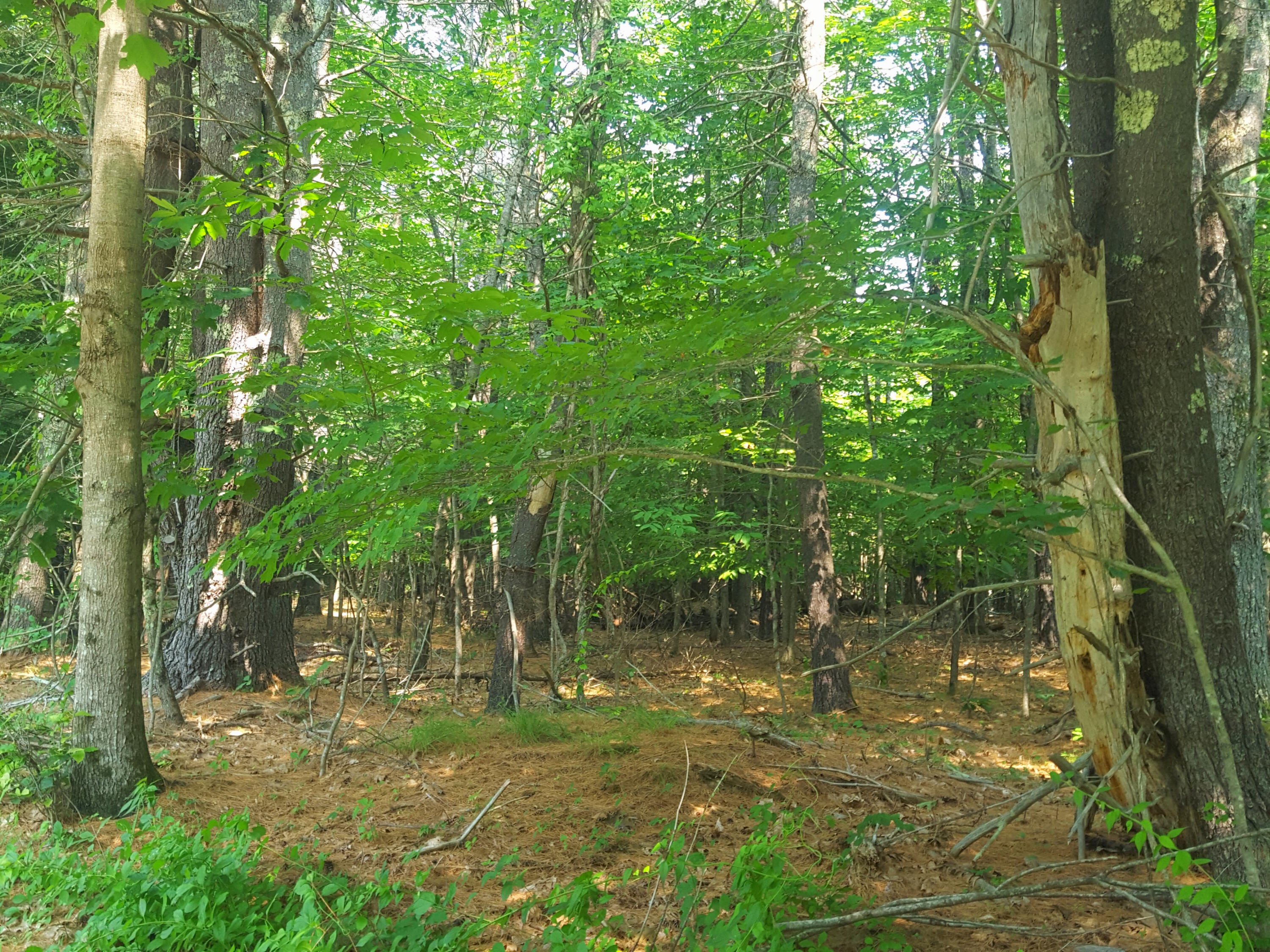 594 River Road Windham, ME 04062 - Photo 25 of 43 Forest