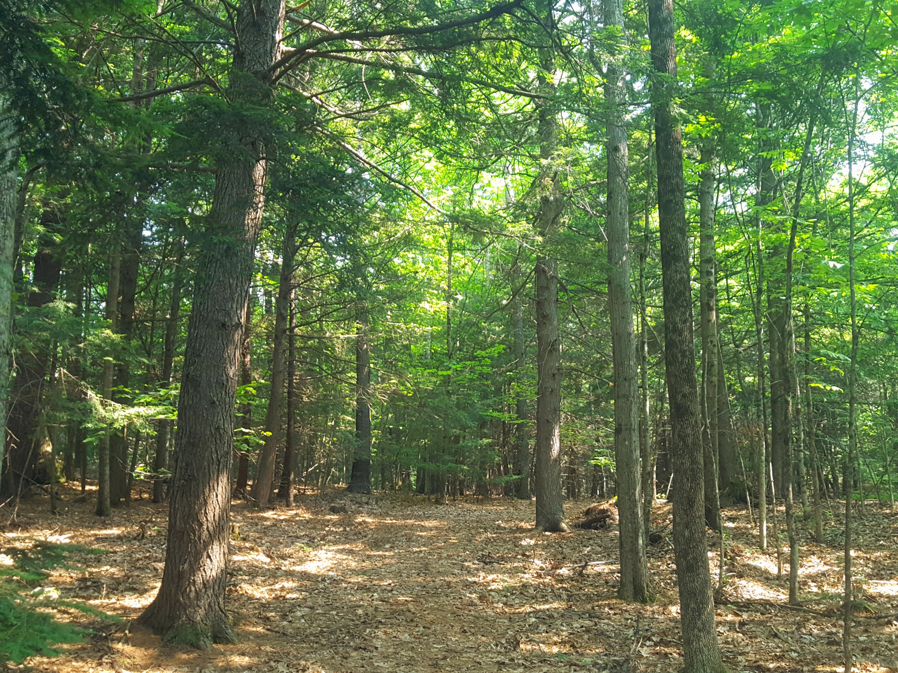 594 River Road Windham, ME 04062 - Photo 30 of 43 Beautiful forest