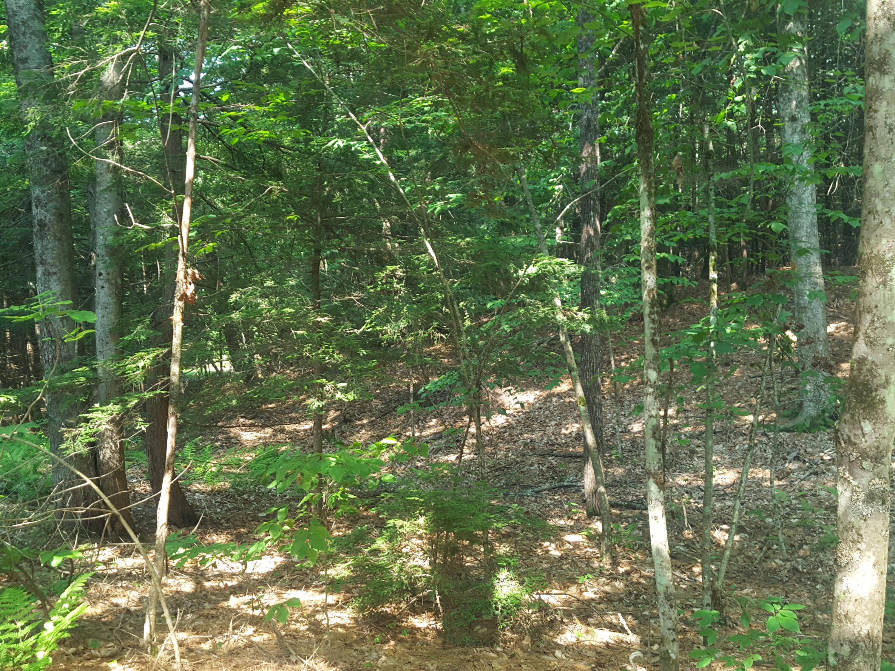 594 River Road Windham, ME 04062 - Photo 31 of 43 Woods