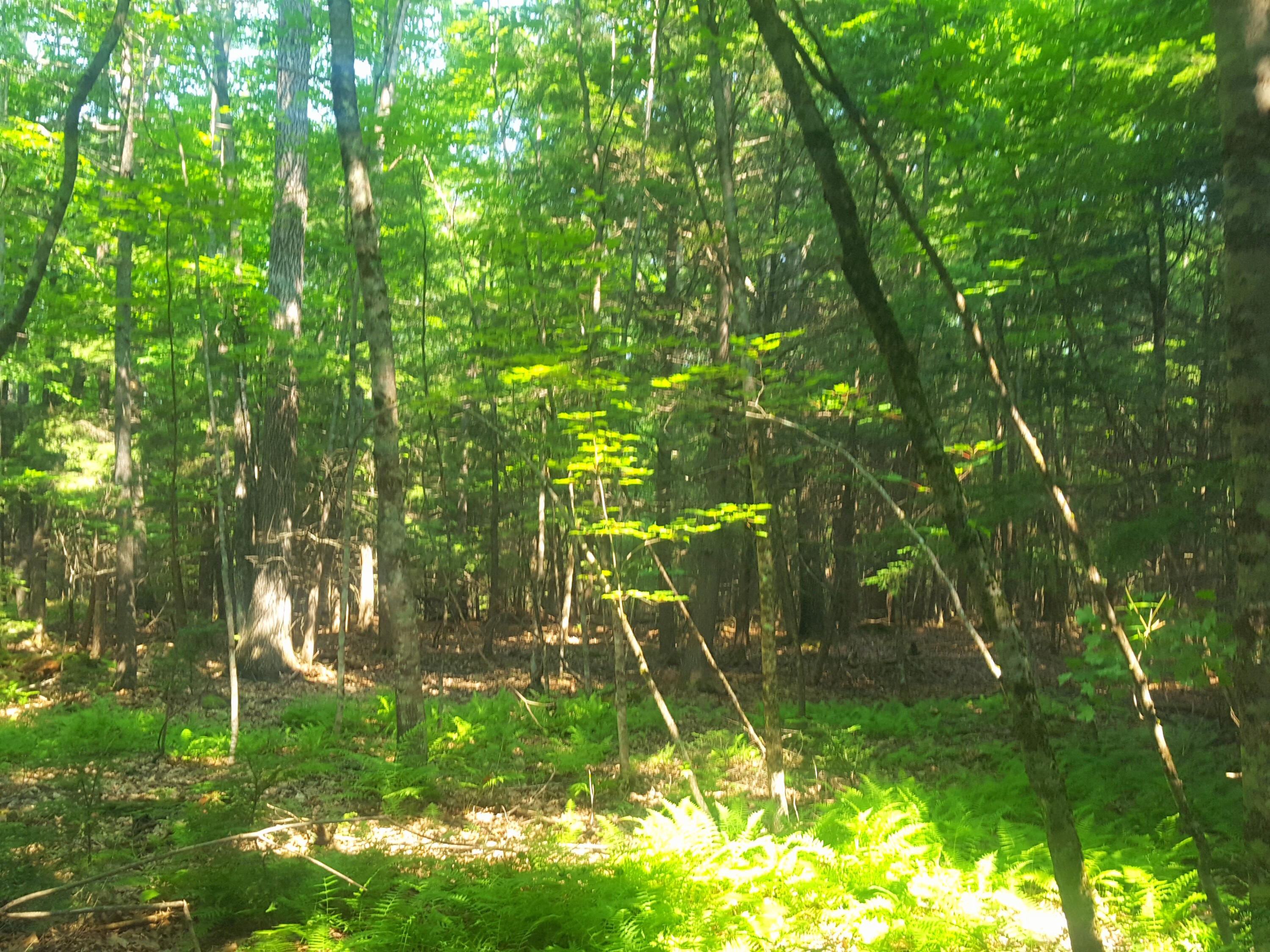 594 River Road Windham, ME 04062 - Photo 32 of 43 Woods