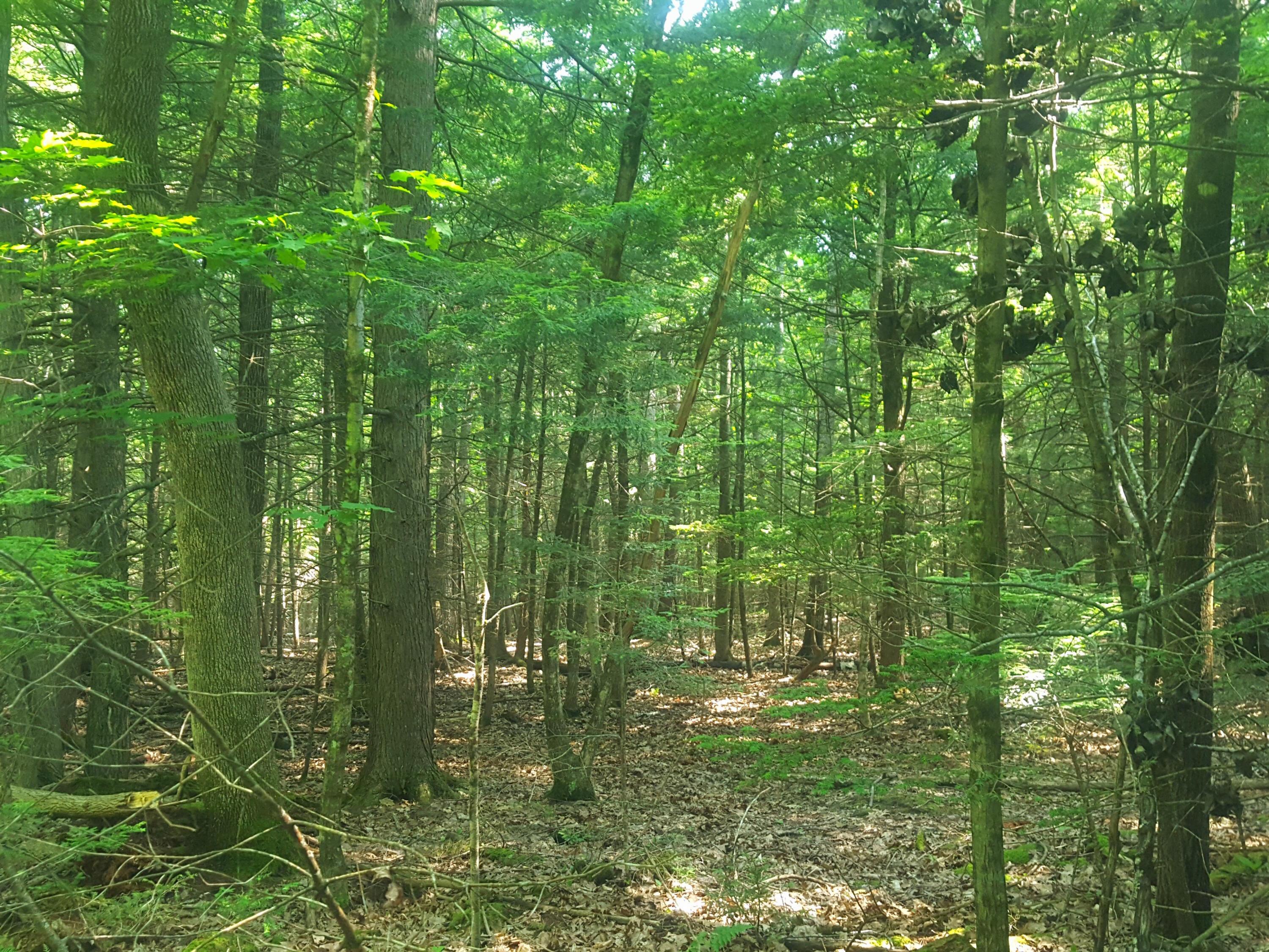 594 River Road Windham, ME 04062 - Photo 33 of 43 Woods