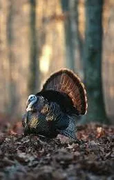 $154,000 | 3391 30th Street, Frederic, WI 54837