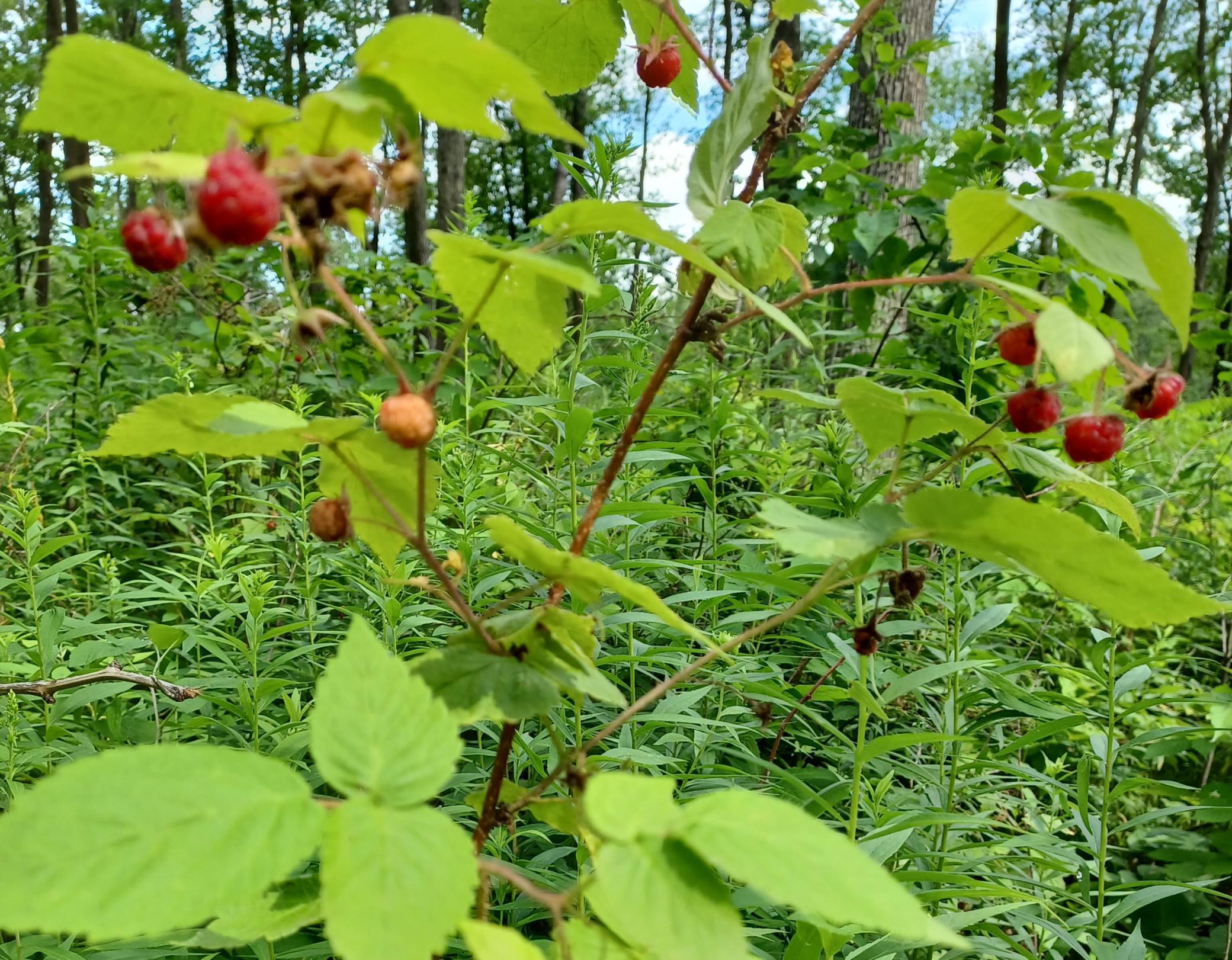 3391 30th Street Frederic, WI 54837 - Photo 10 of 12