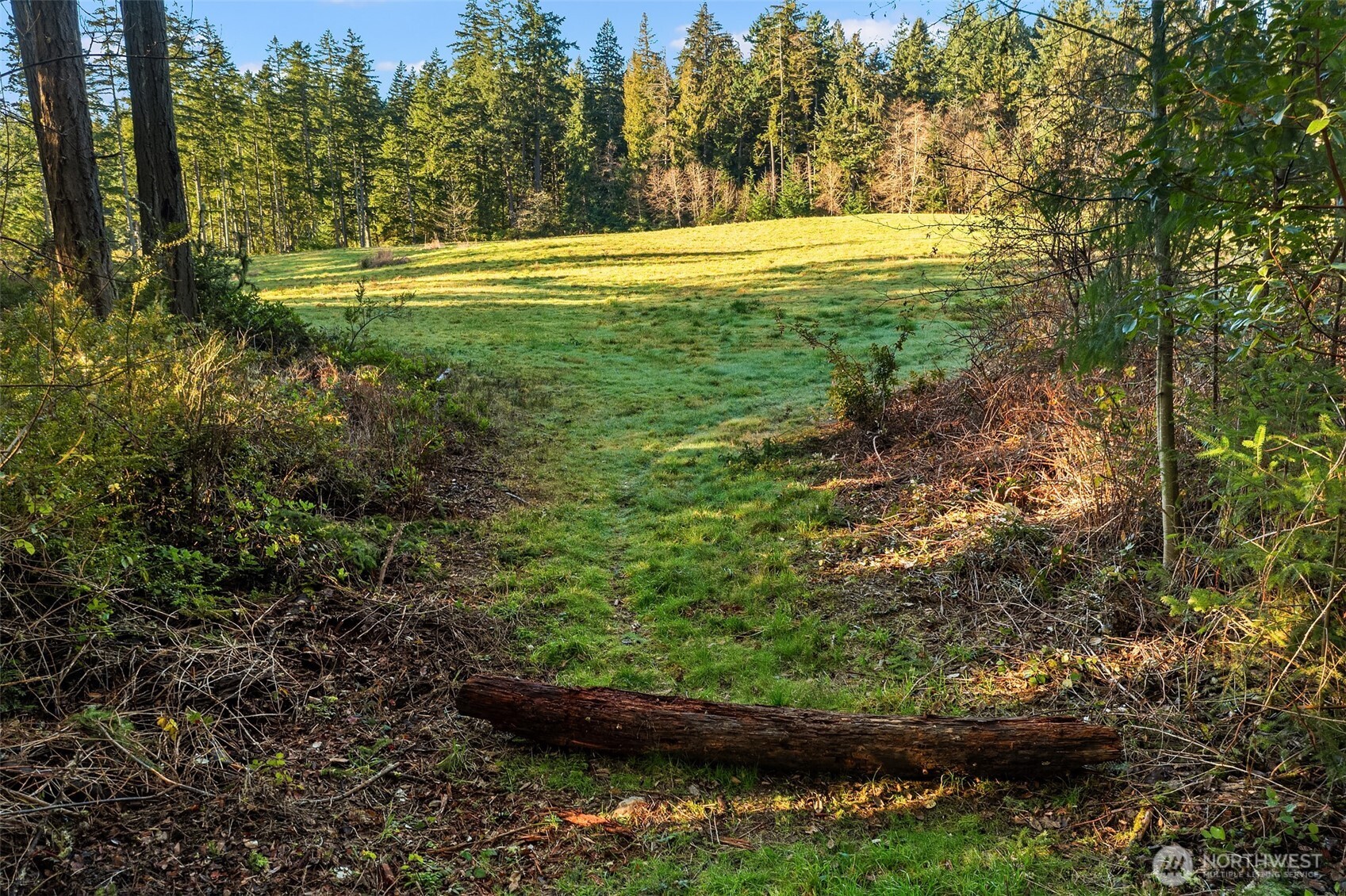 12302 Southwest 220th Street Vashon, WA 98070 - Photo 6 of 18 a view of a green yard with large trees