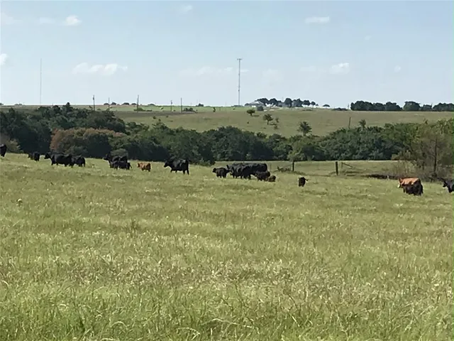a view of a large green field with lots of bushes