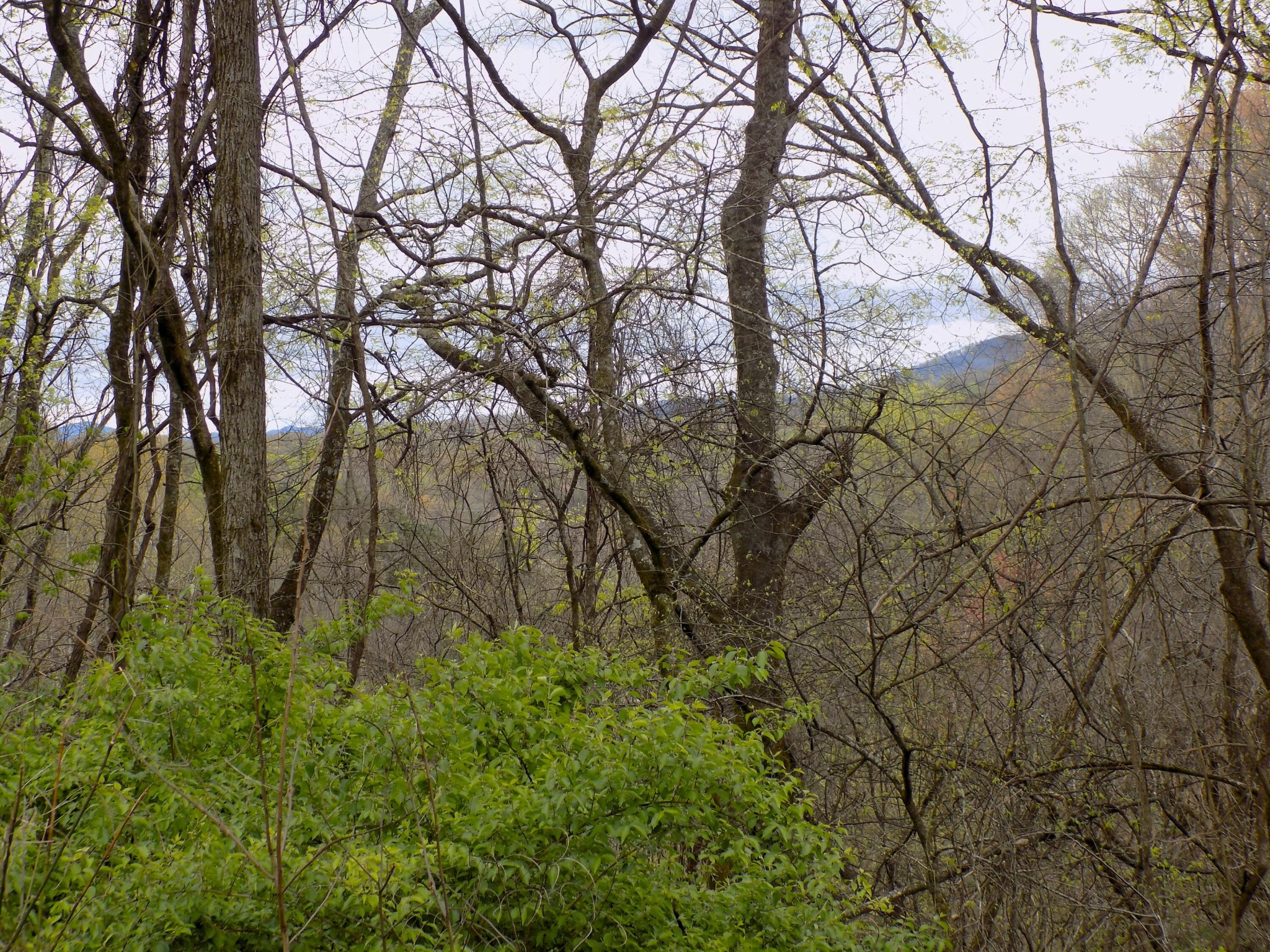 67 Alpha Road Newport, TN 37821 - Photo 2 of 15 Gallery Image 2