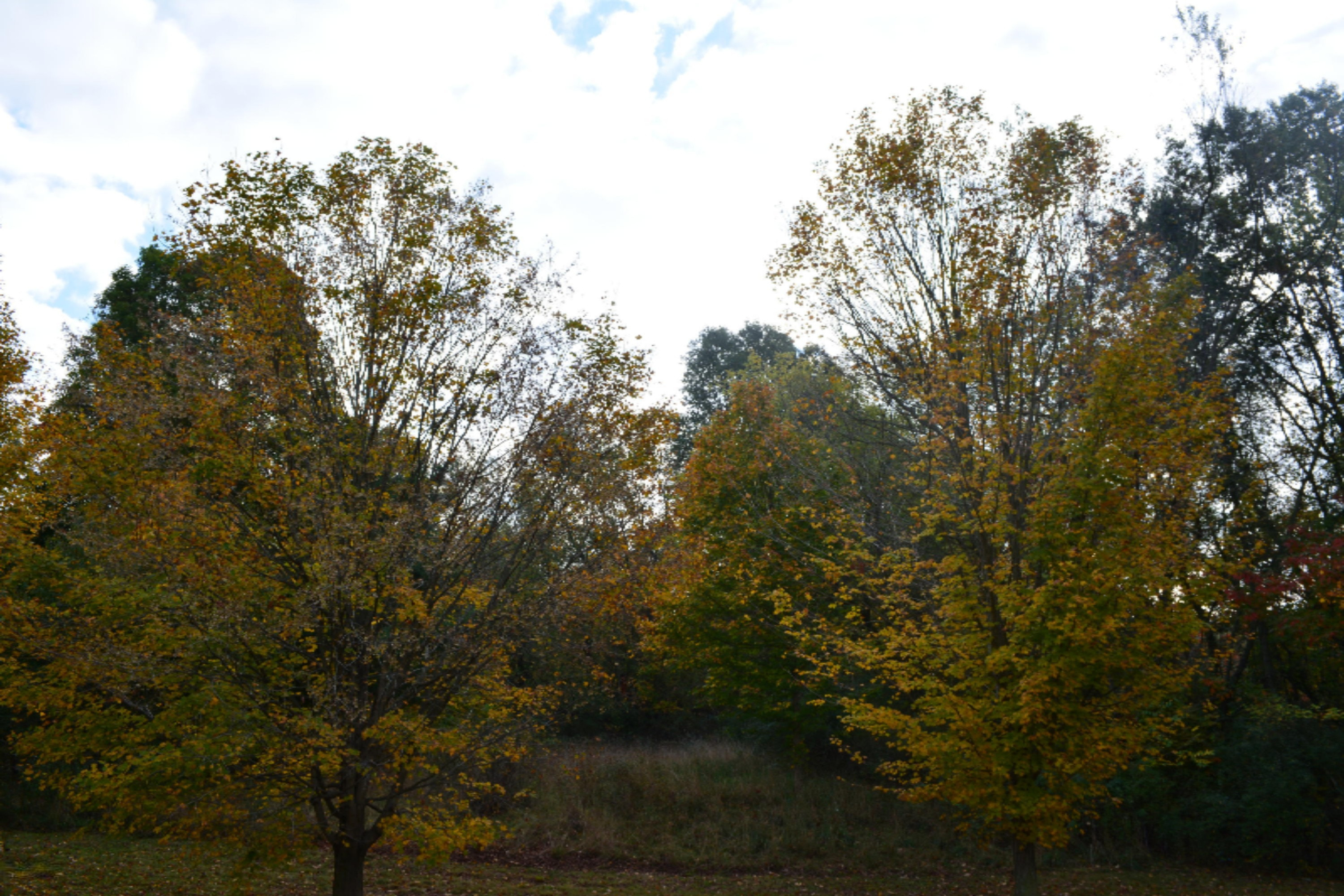 1851 Star School Road Hastings, MI 49058 - Photo 14 of 15 view/yard