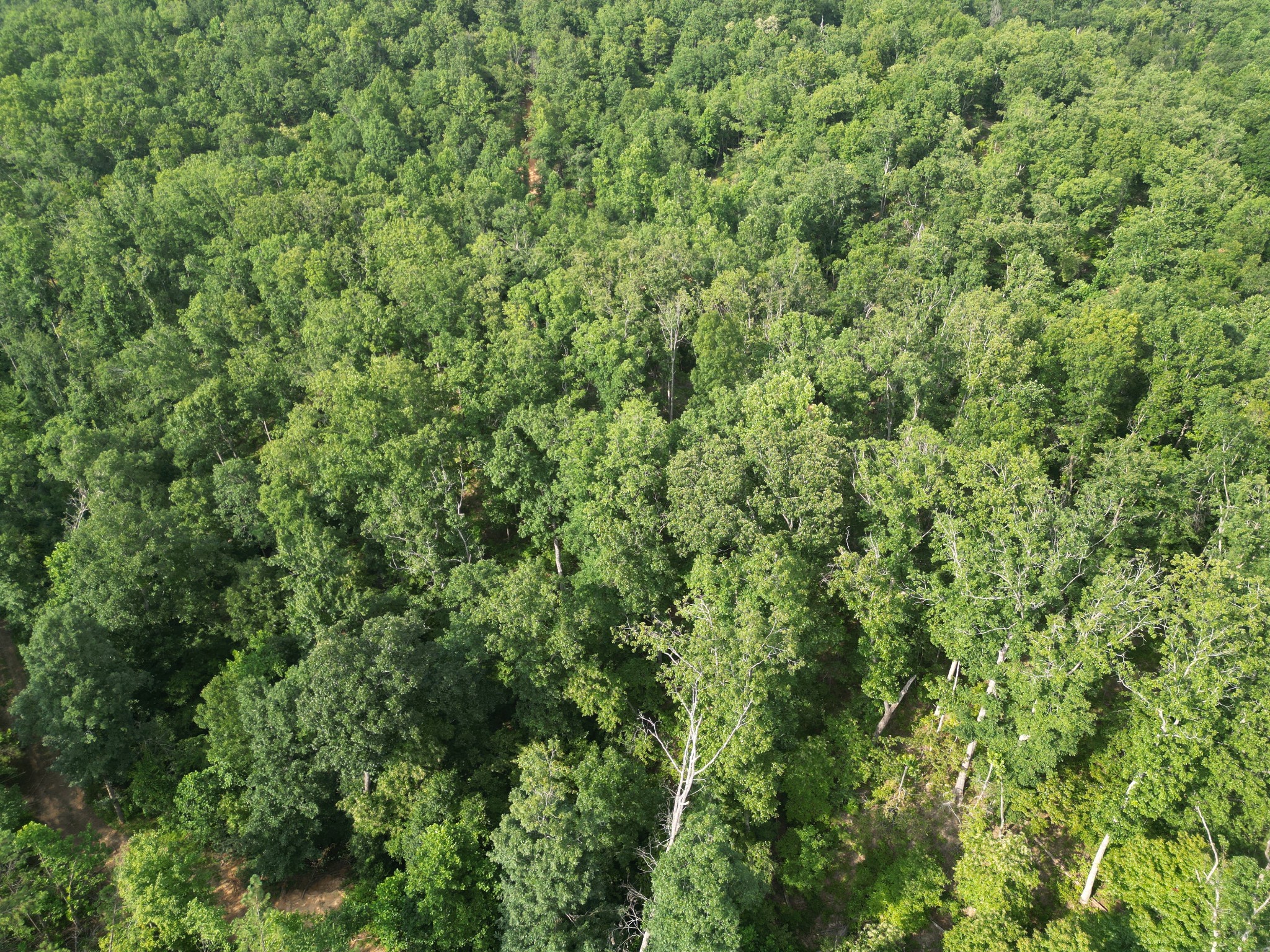 0 Toll Hollow Road Waynesboro, TN 38485 - Photo 26 of 43