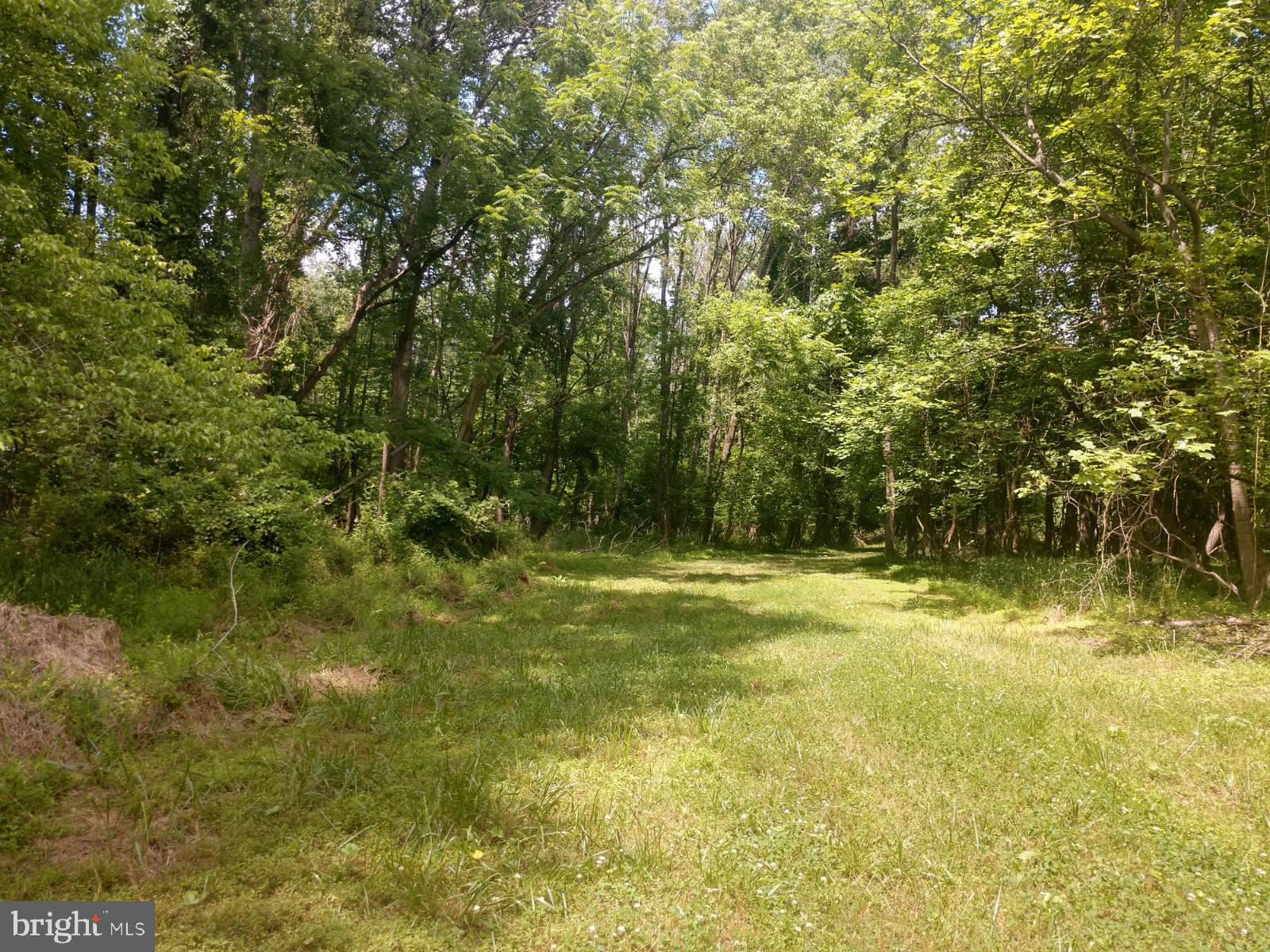 Mature trees