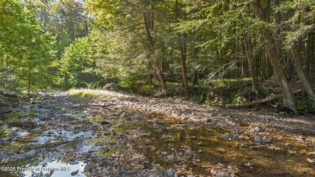 a view of a forest with trees in the background