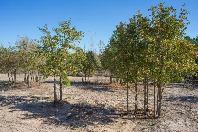 a view of a yard with trees