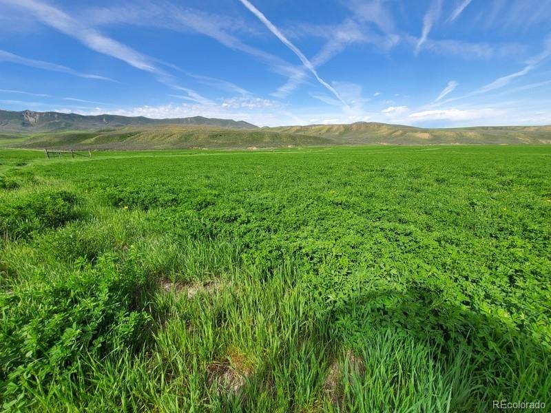 45 County Road Hamilton, CO 81638 - Photo 8 of 11 a view of a big yard with a large tree