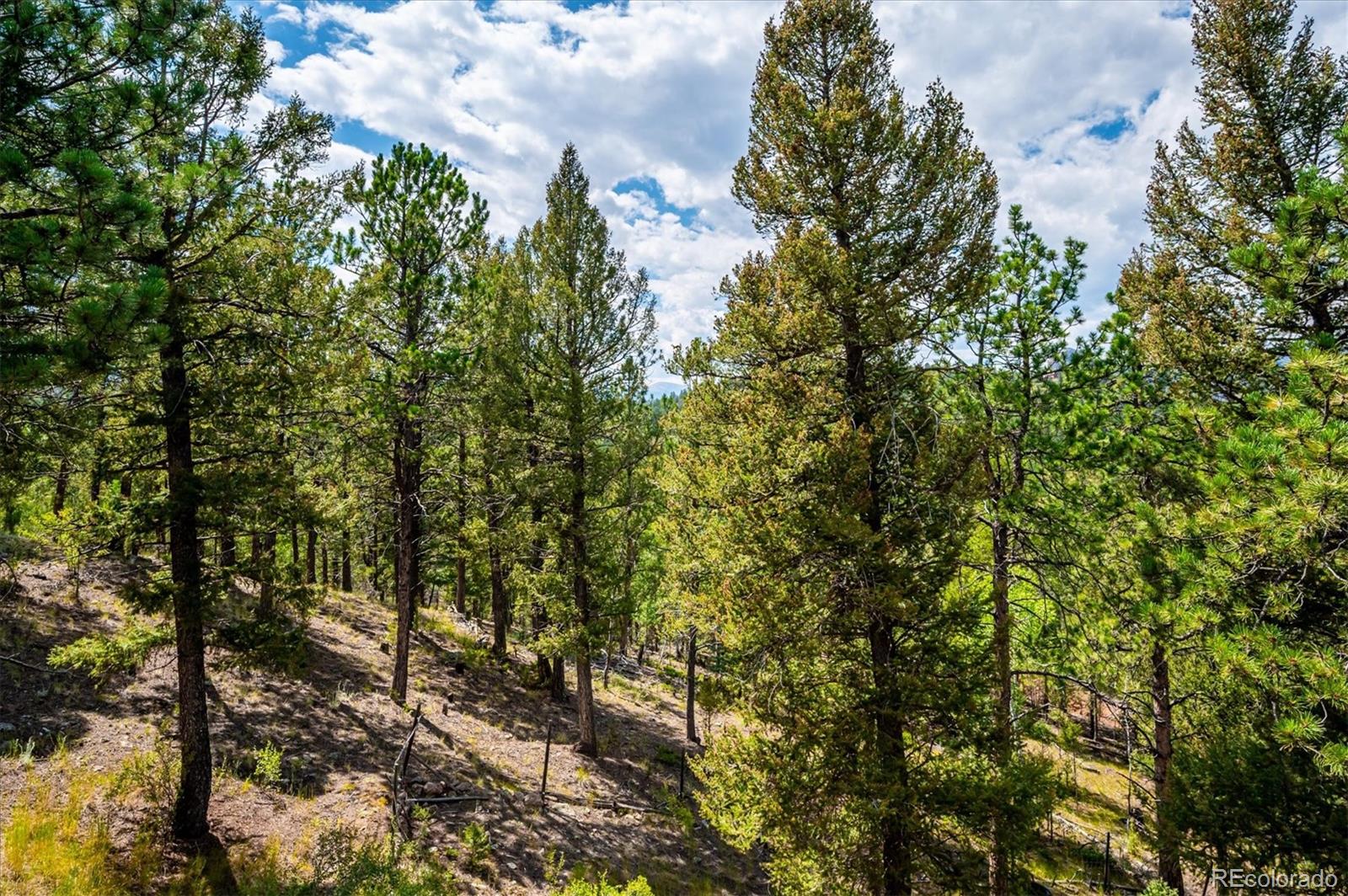 33623 Freda Road Pine, CO 80470 - Photo 19 of 27 a view of a tree