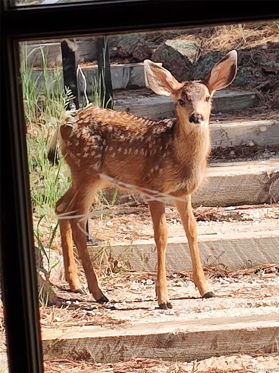 33623 Freda Road Pine, CO 80470 - Photo 27 of 27 a view of a livingroom with wooden floor